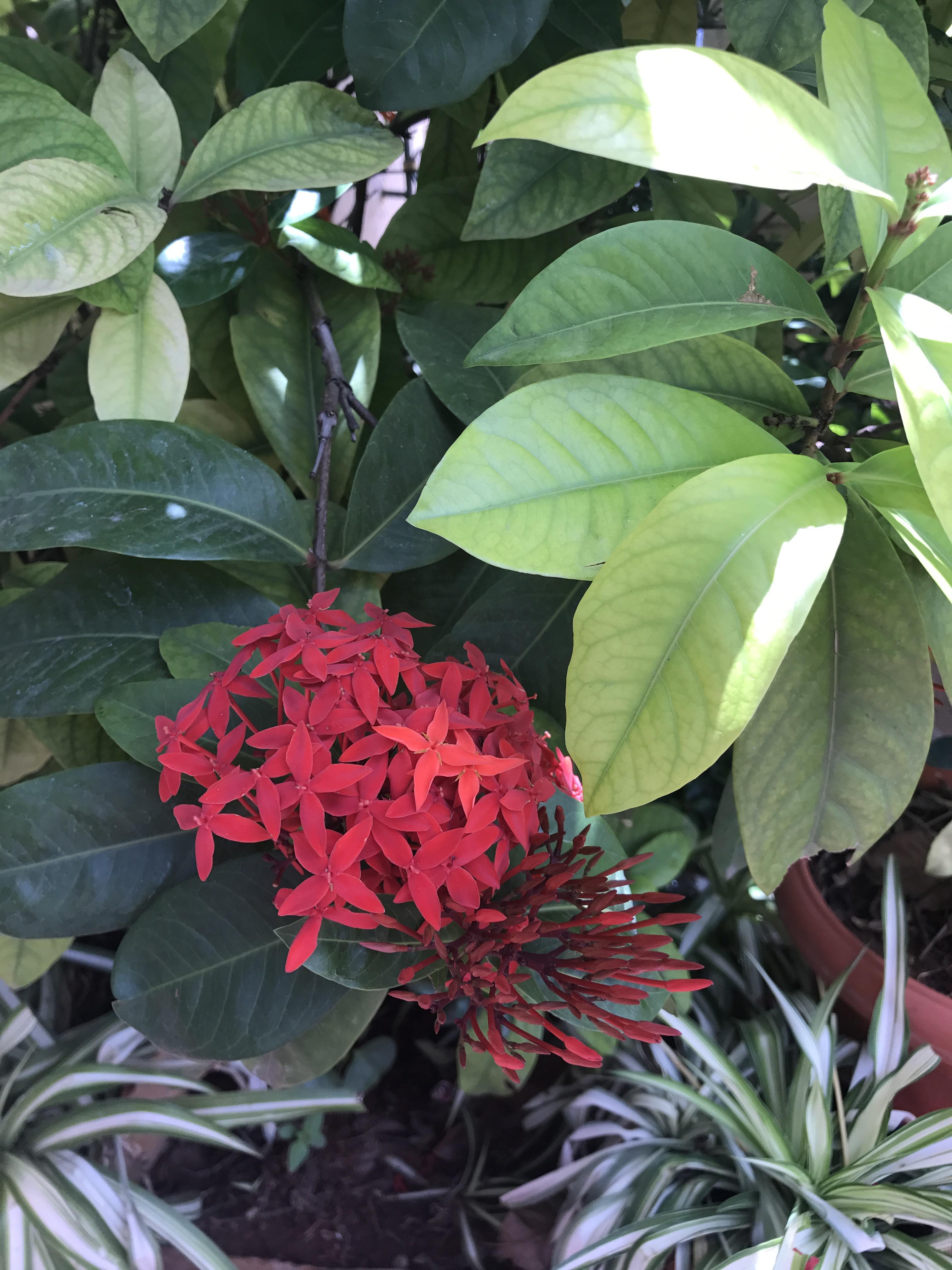 Distinctive red flowers found throughout Malaysia and in south India