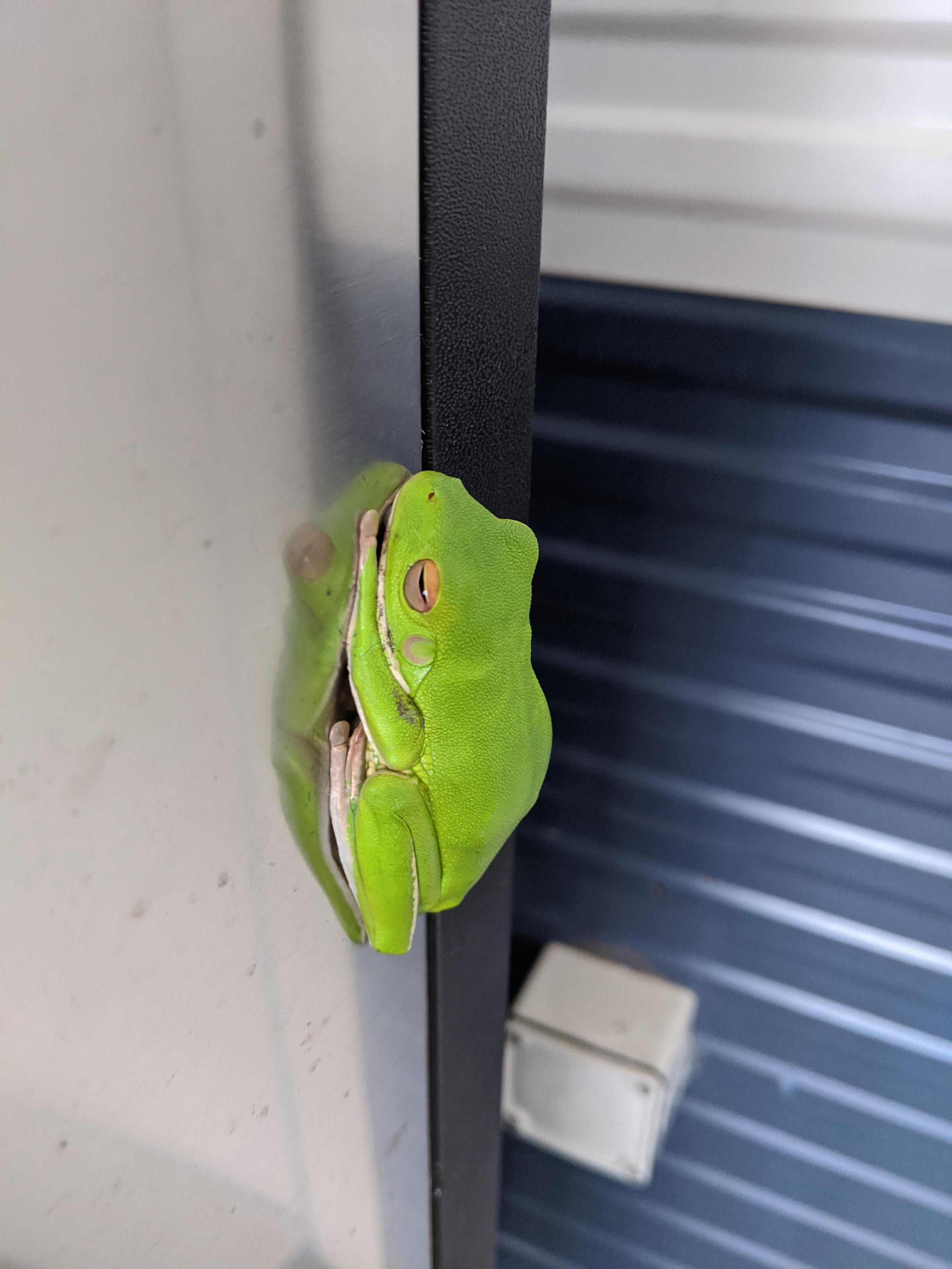 A whitelipped tree frog was chilling on the ice machine at work