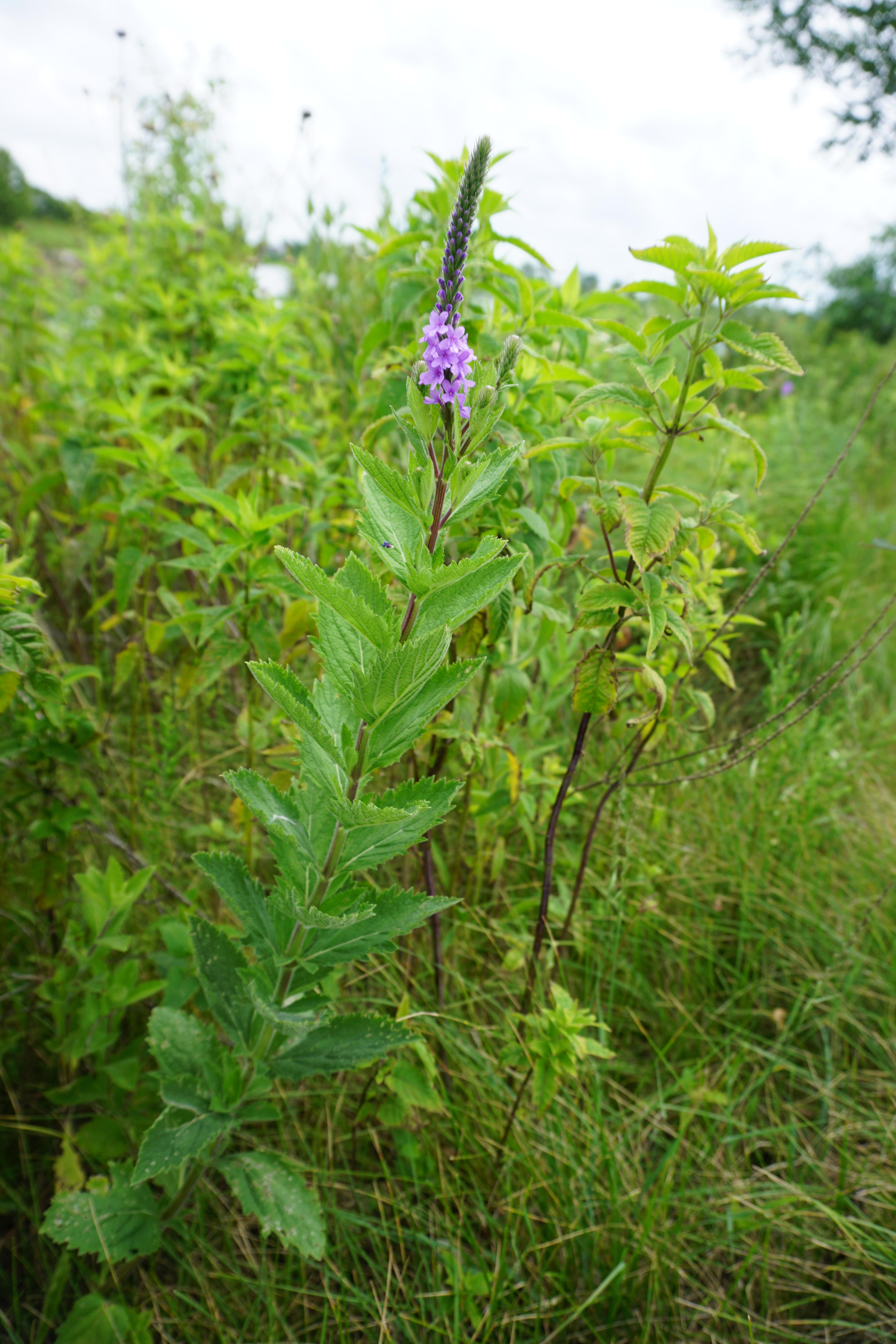 What is this pretty flower? Illinois, Zone 5 r/whatsthisplant