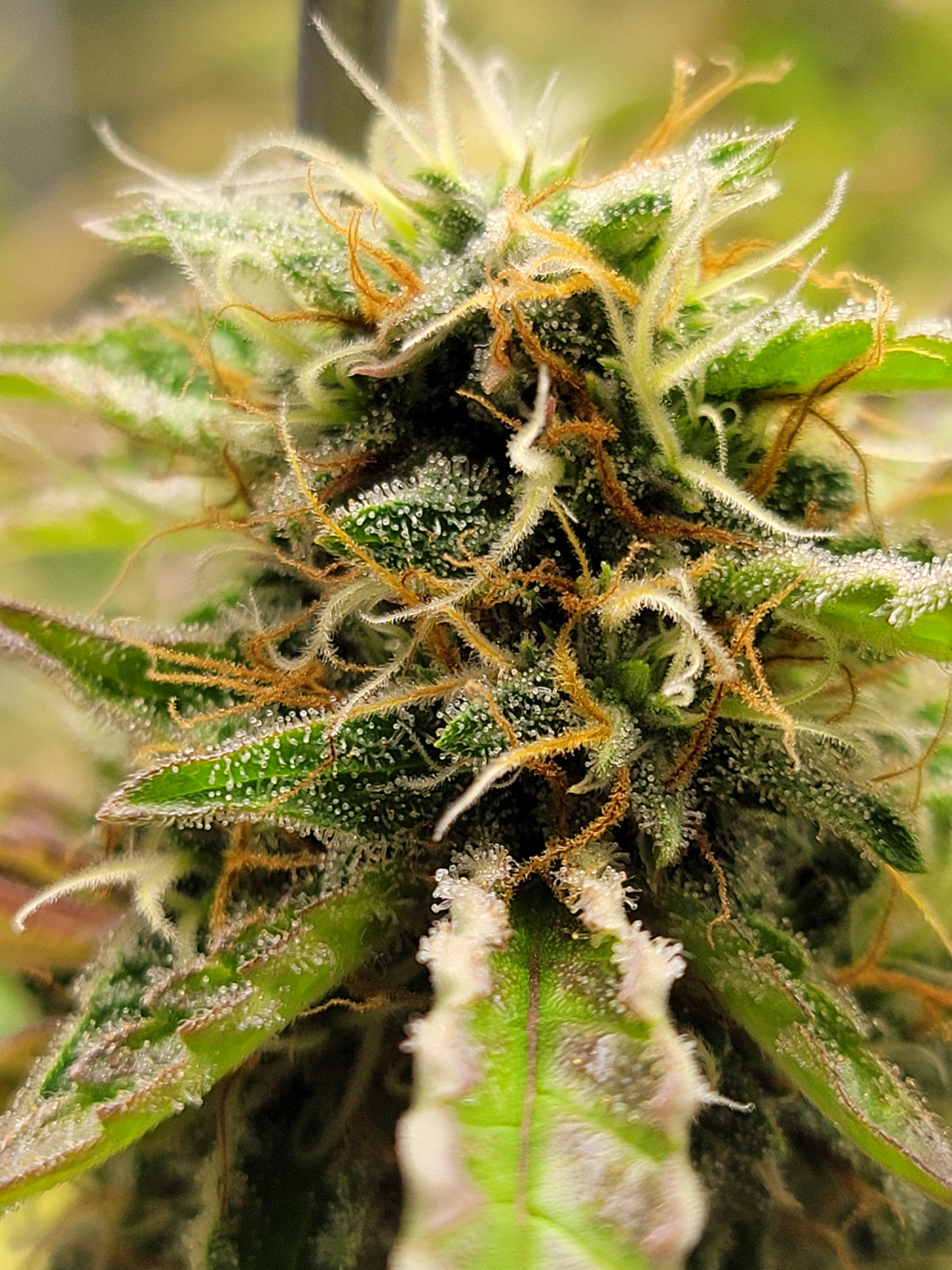 Pineapple Chunk r/GrowingMarijuana