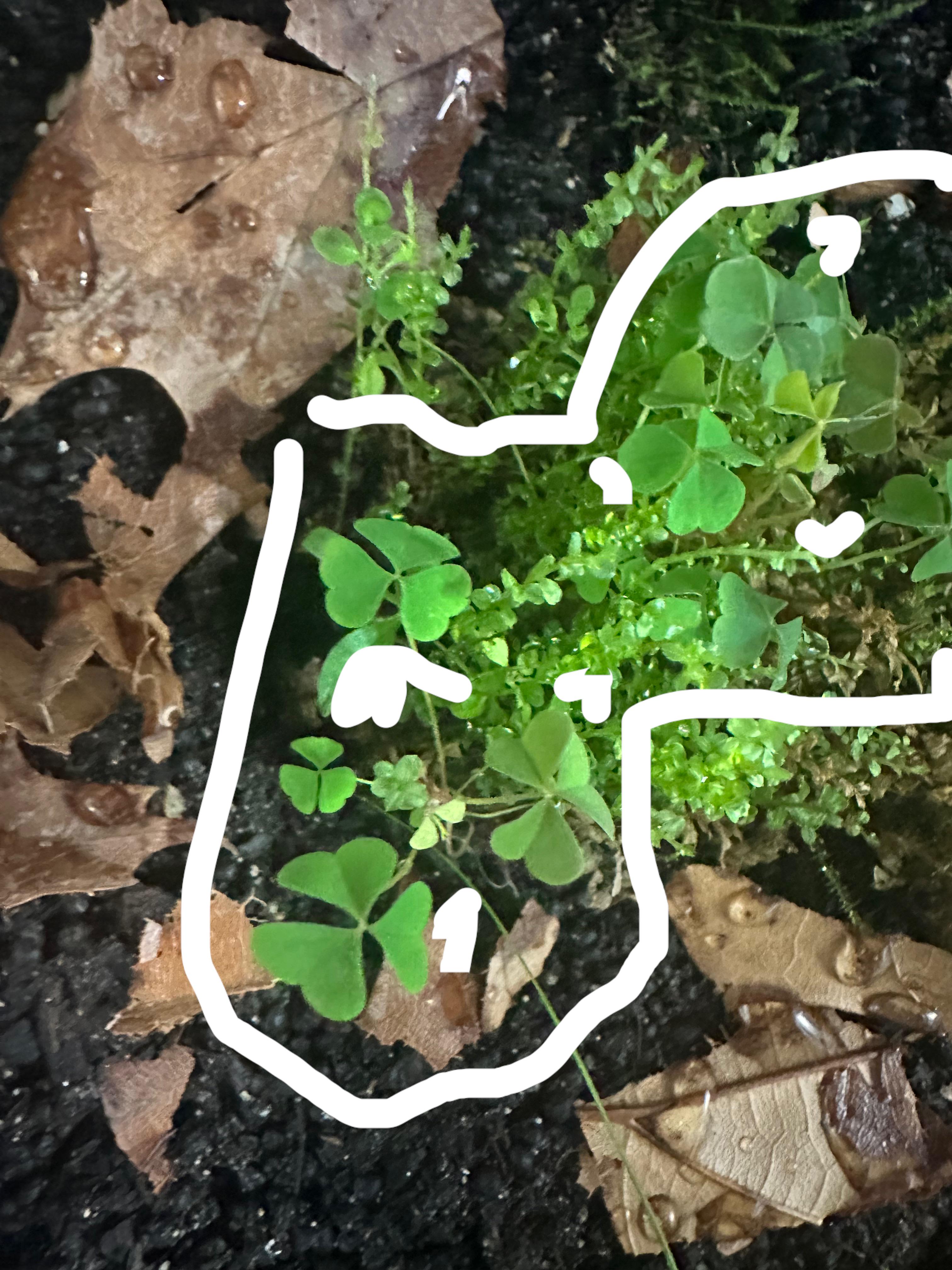 What Is this clover ☘️ thing and is it safe to be around live animals
