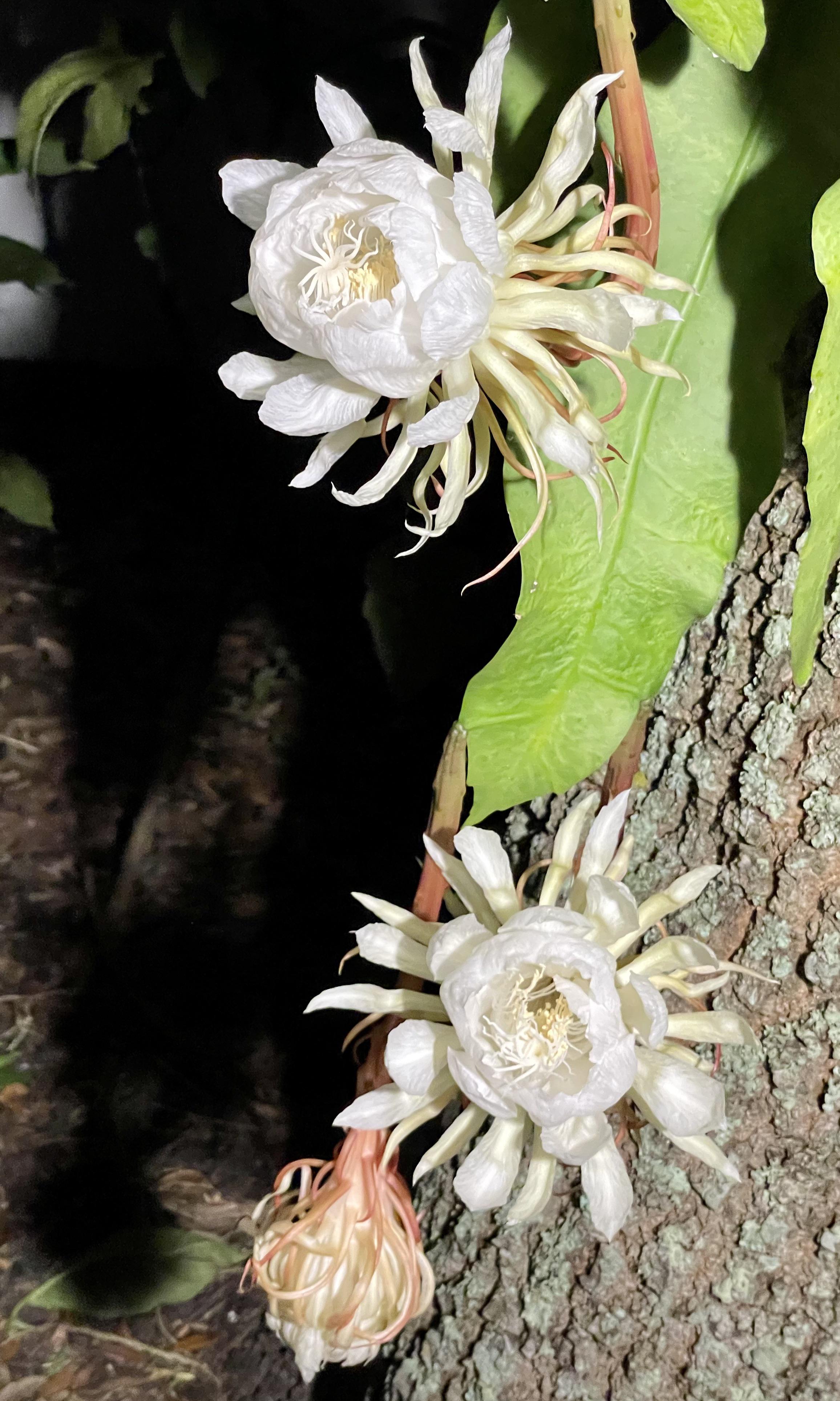 These flowers only bloom for one night. Night blooming cereus 'Mark