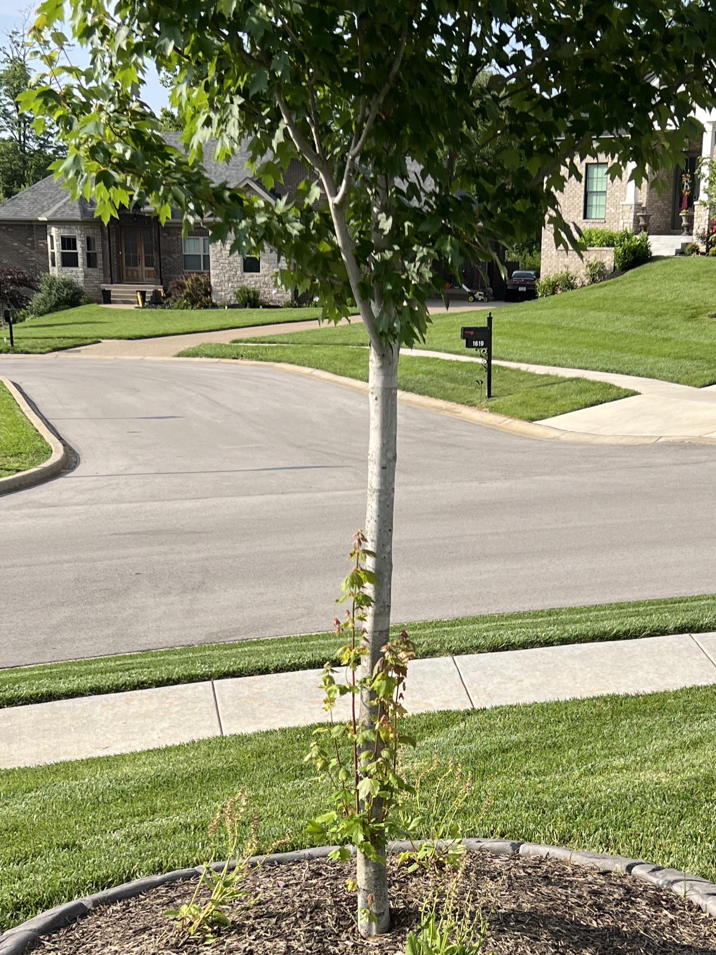 Why is my tree growing another branch at the bottom? r/landscaping