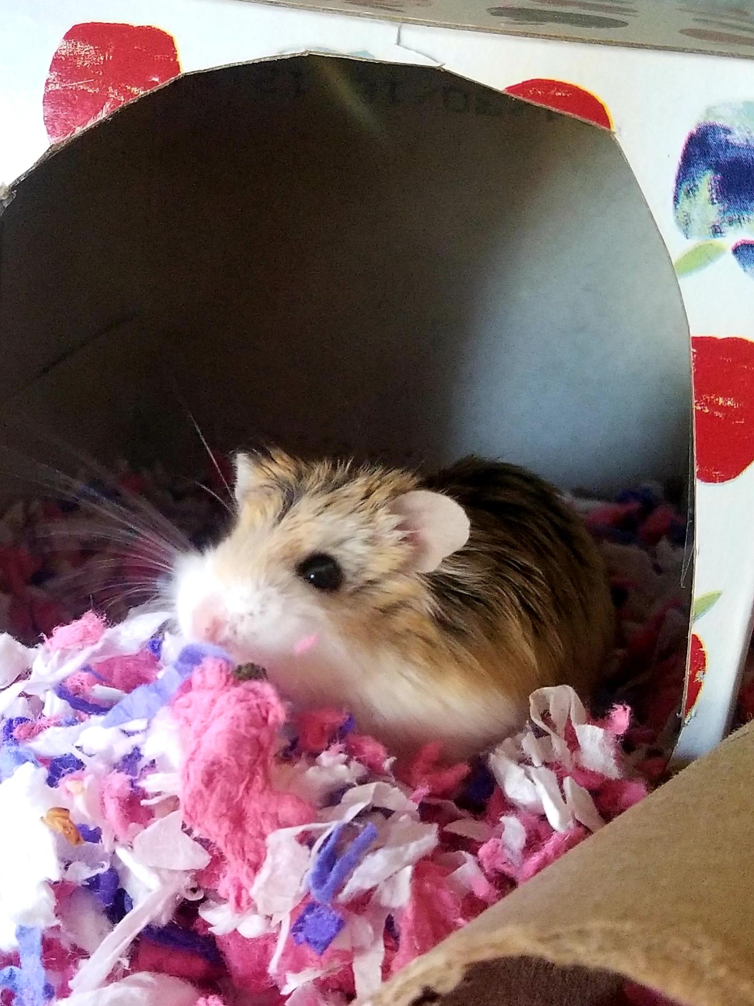 She enjoys the simple things in life...including tissue boxes. r/hamsters