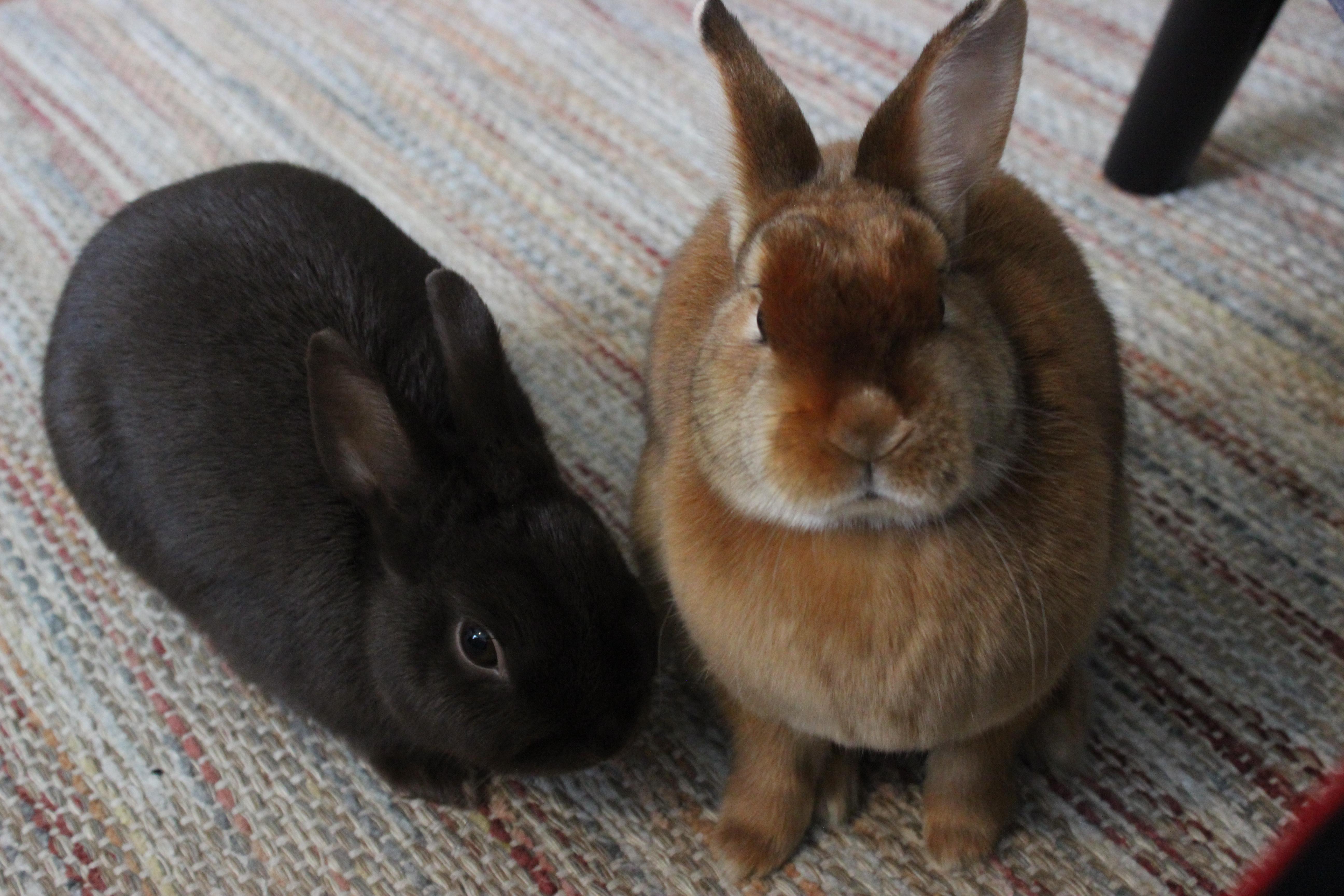 My first bonded pair! r/Rabbits