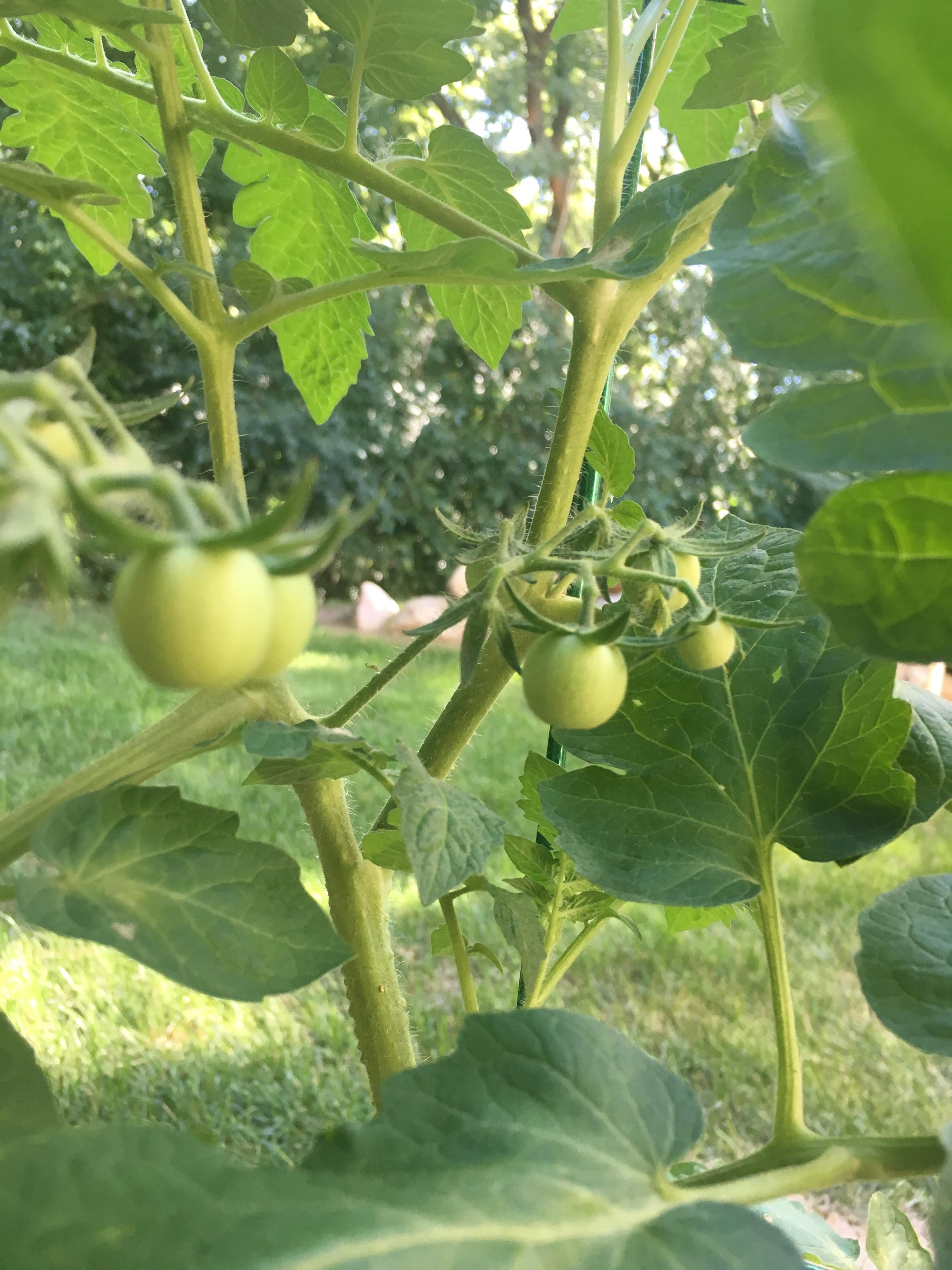 First time growing tomatoes from seeds! I have baby tomatoes showing