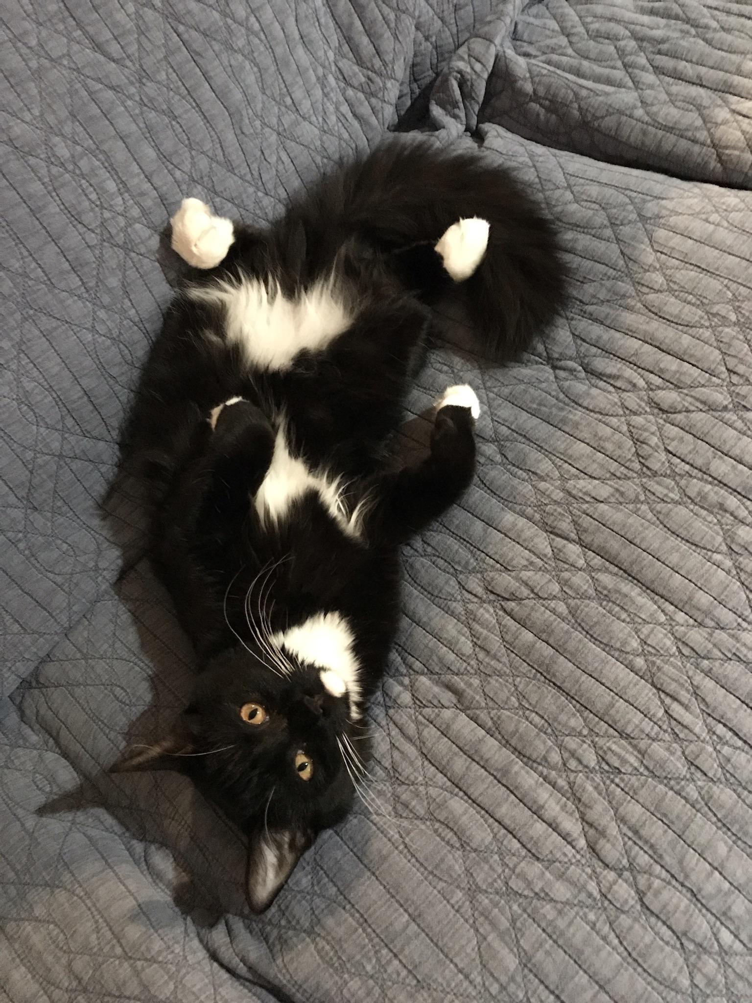 My fluffy cat r/cats