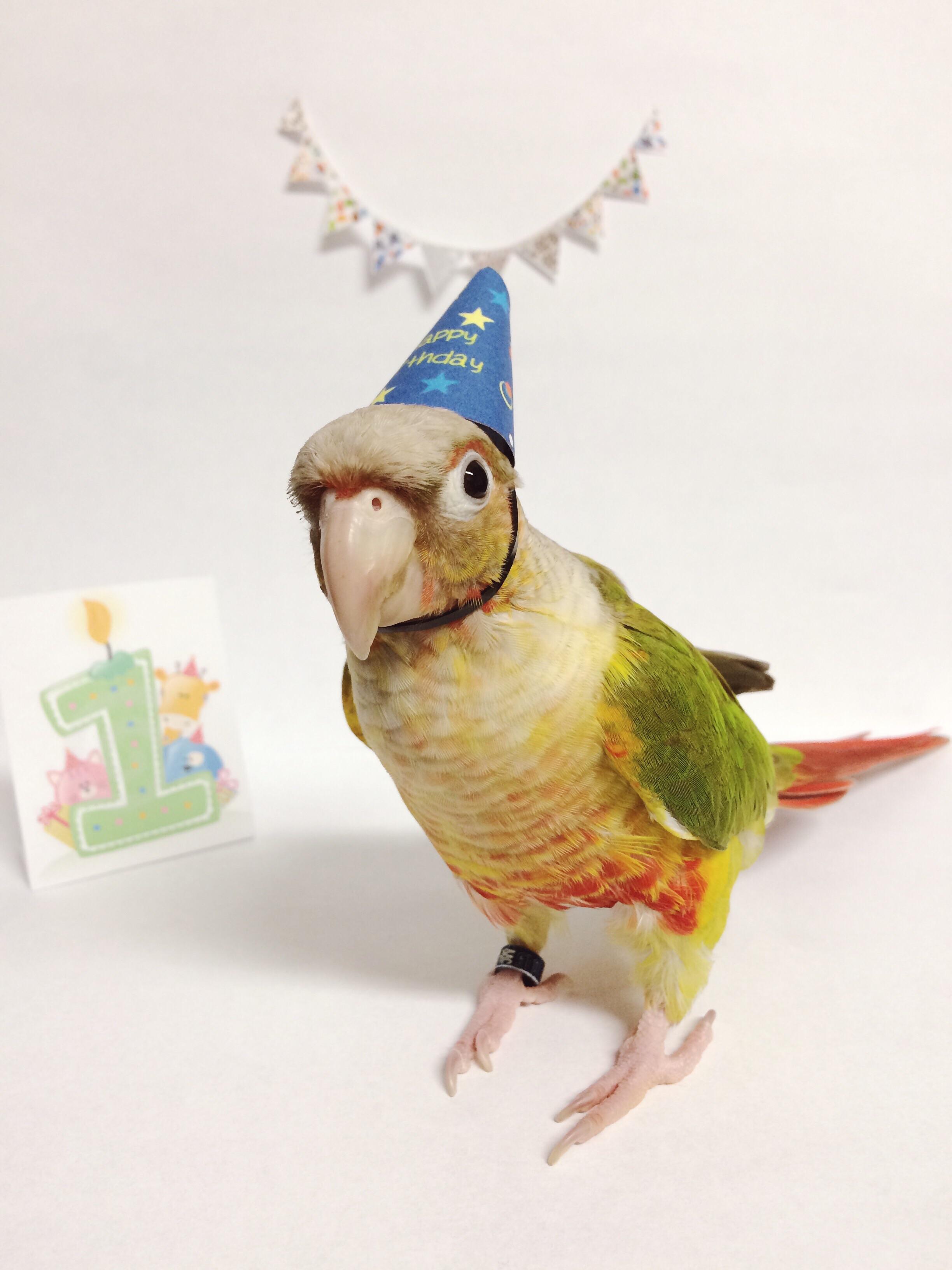An actual party parrot! My lil Petey recently celebrated his 1st bday