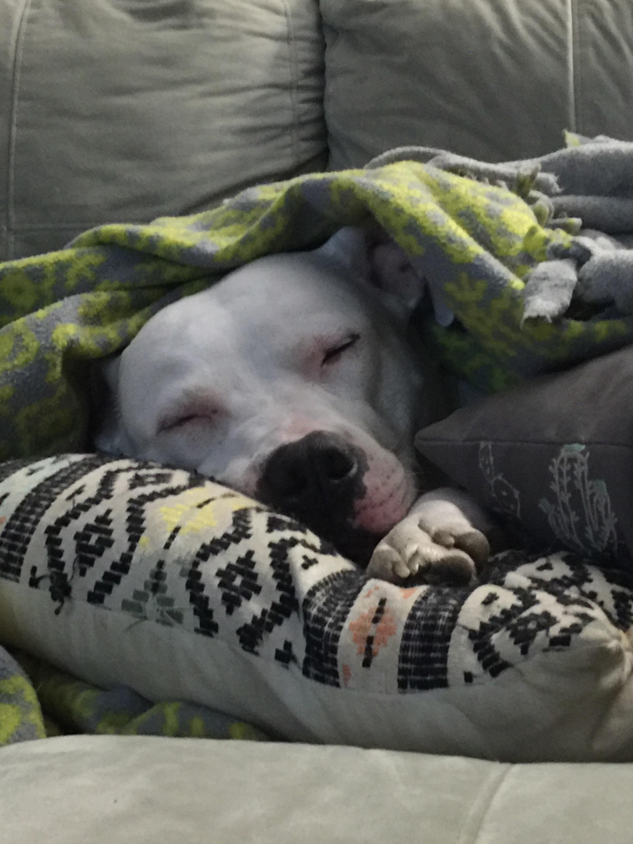Jealous r/pitbulls