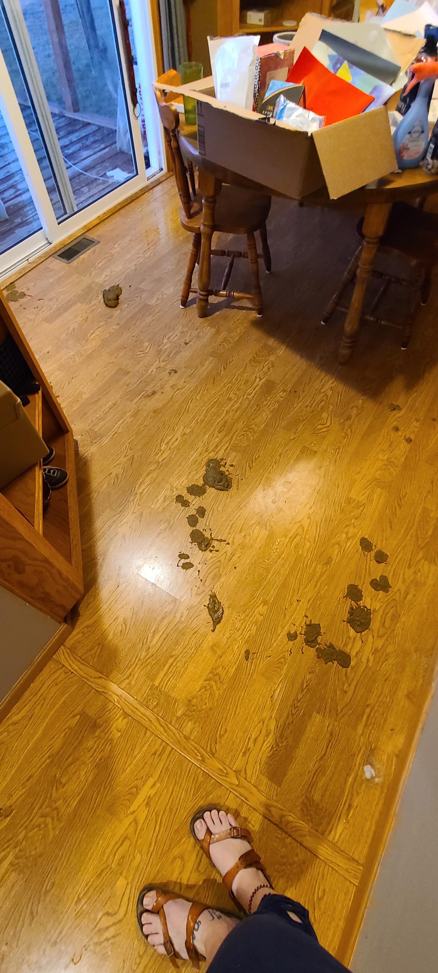 5 month old male dane. Keep waking up to diarrhea bombs and clay