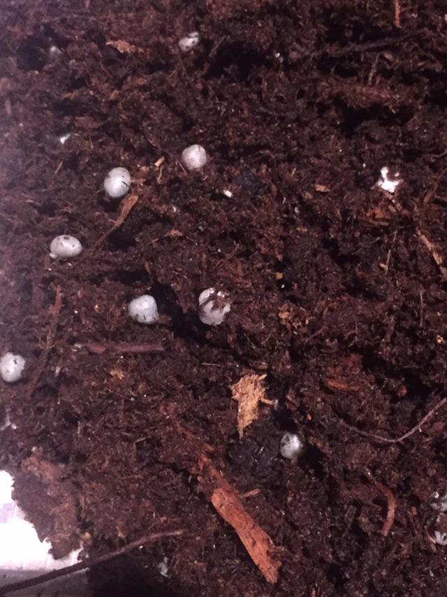 Gray white eggs or balls killing my house plants HELP ME PLEASE r