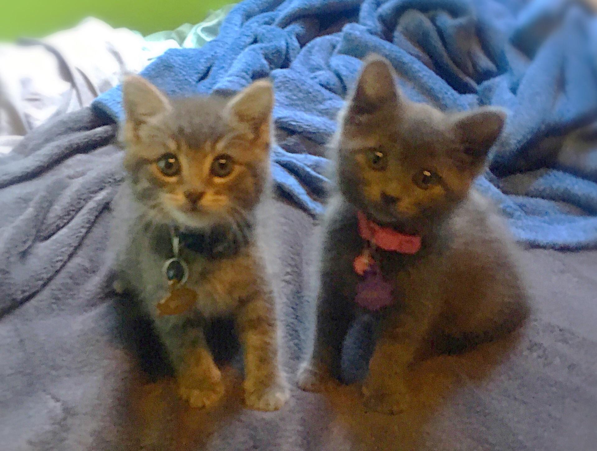 Rescued this adorable brother and sister kitty pair— meet Amos and