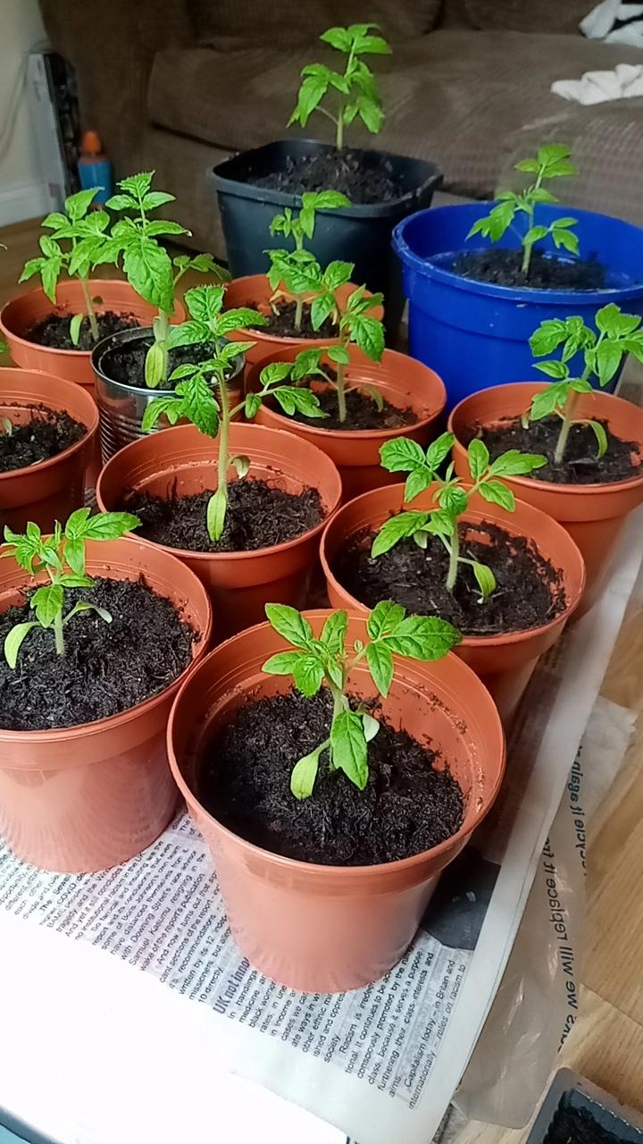 still have a while to stay inside. how can I help my tomato plants out