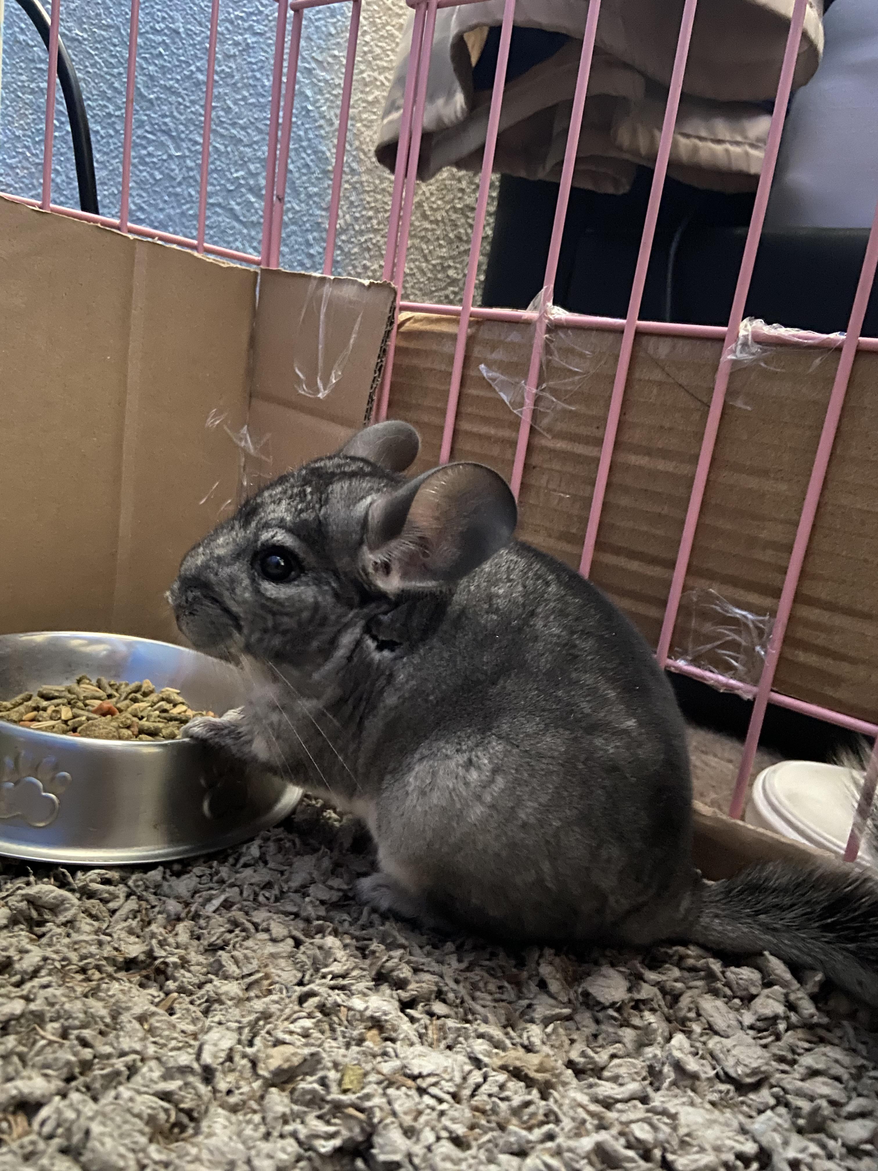 Meet my first Chinchilla, Fluffy he’s 6 to 7 months old. don’t worry