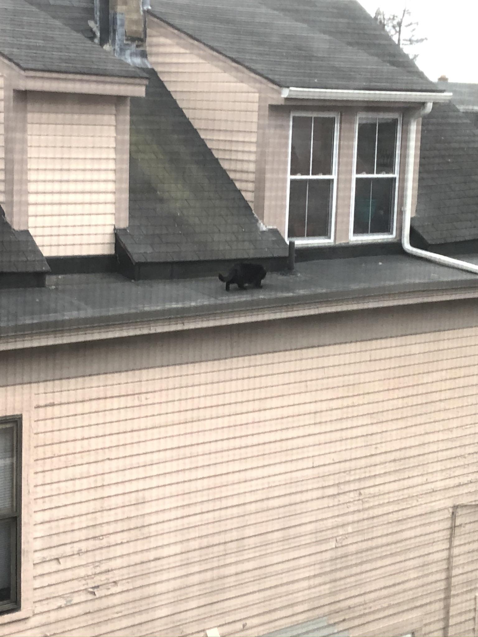 My neighbor lets her indoor cat walk around on the roof of the building