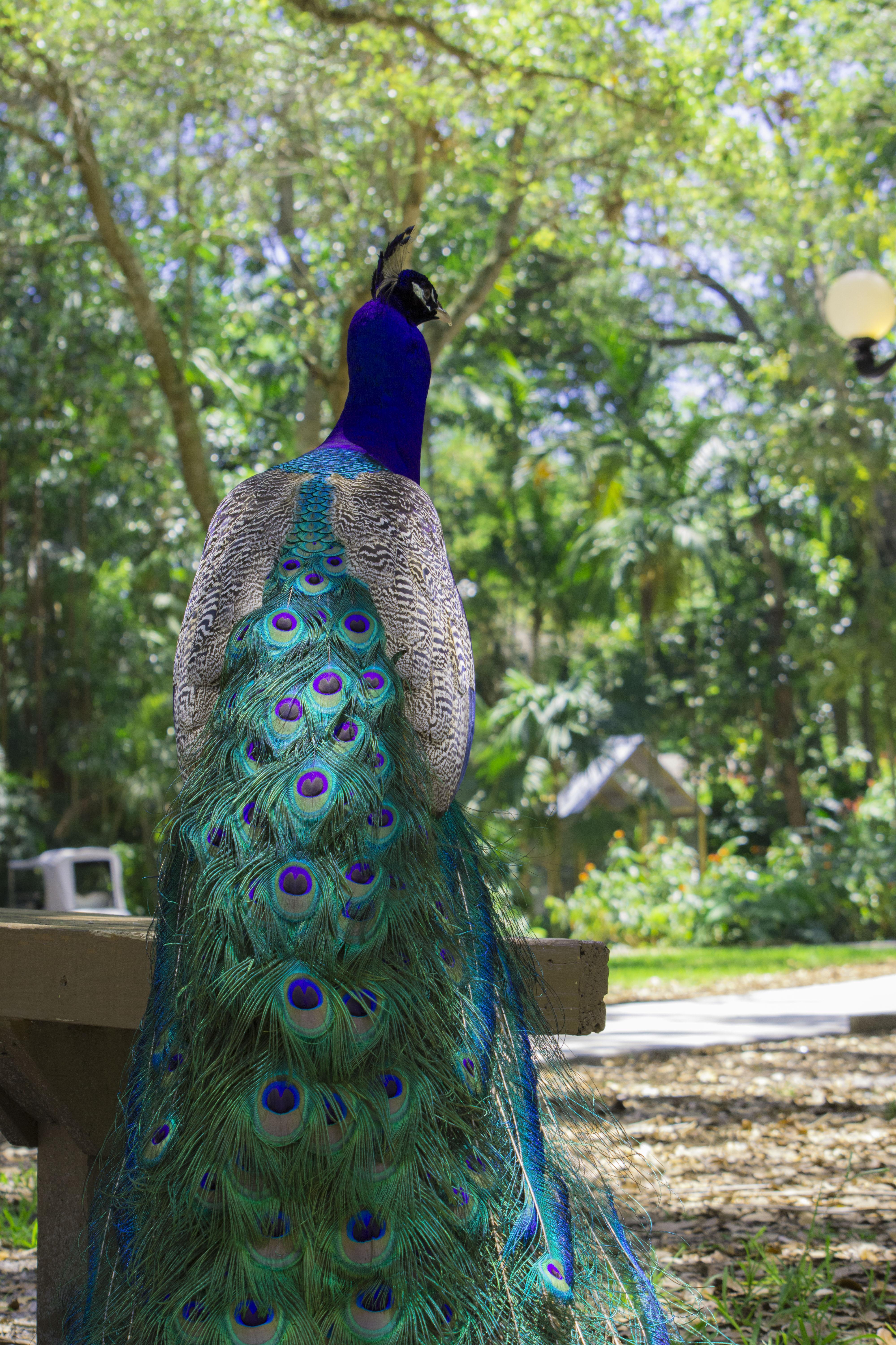A Peacock in the Gardens r/pics