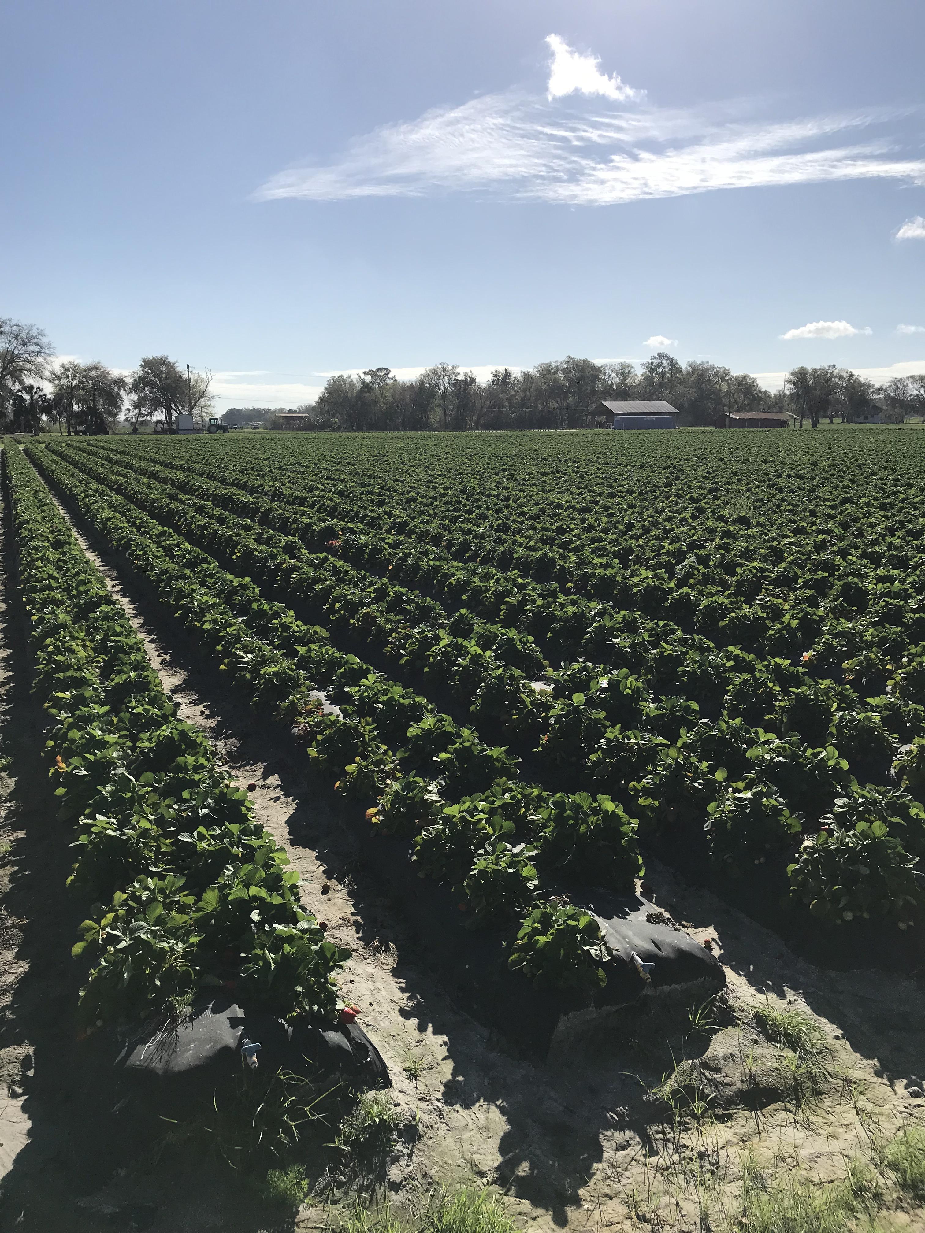Had a service call at a Strawberry Farm in Dover, Fl r/HVAC