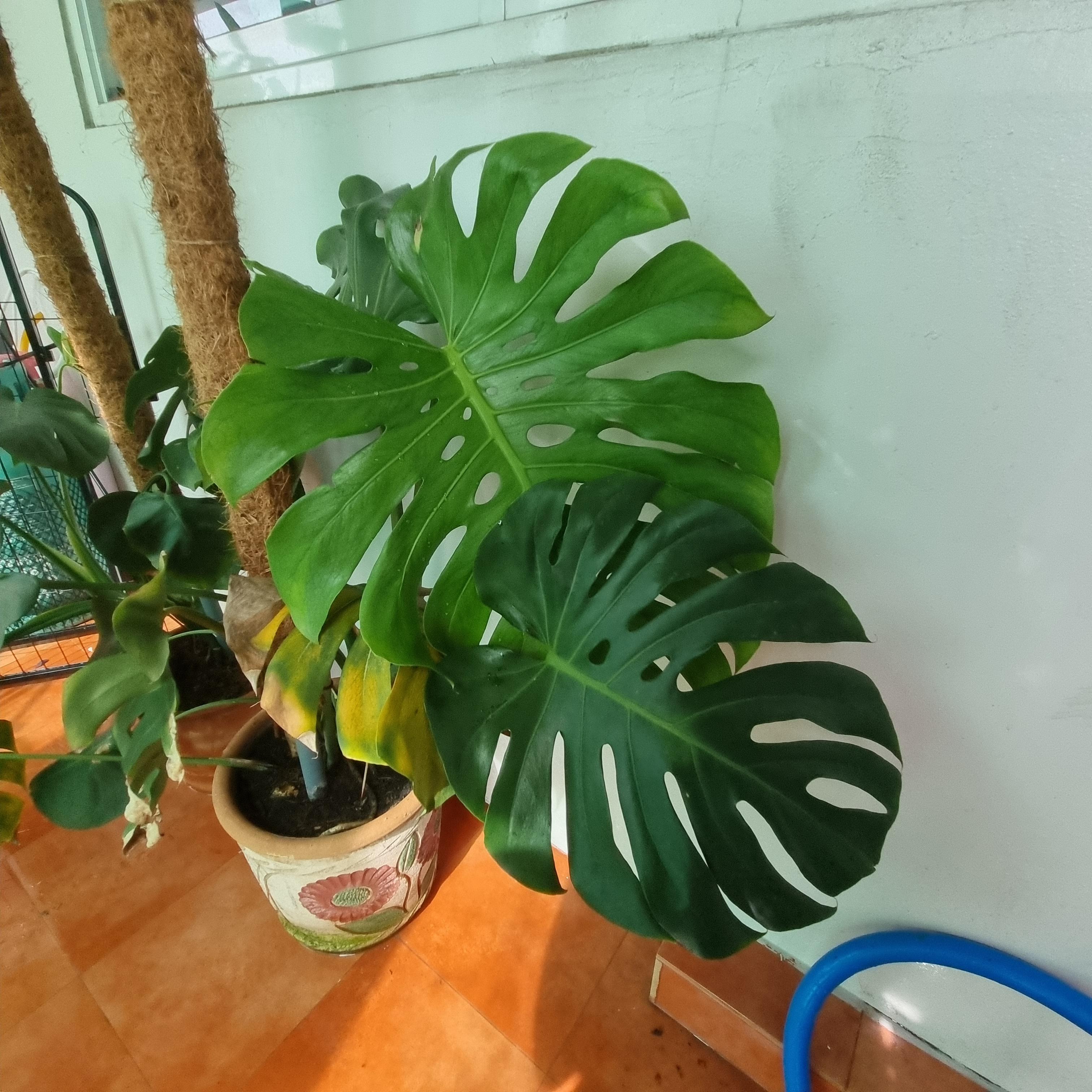 Should I cut off the burnt yellow leaf? It seems to be getting worst