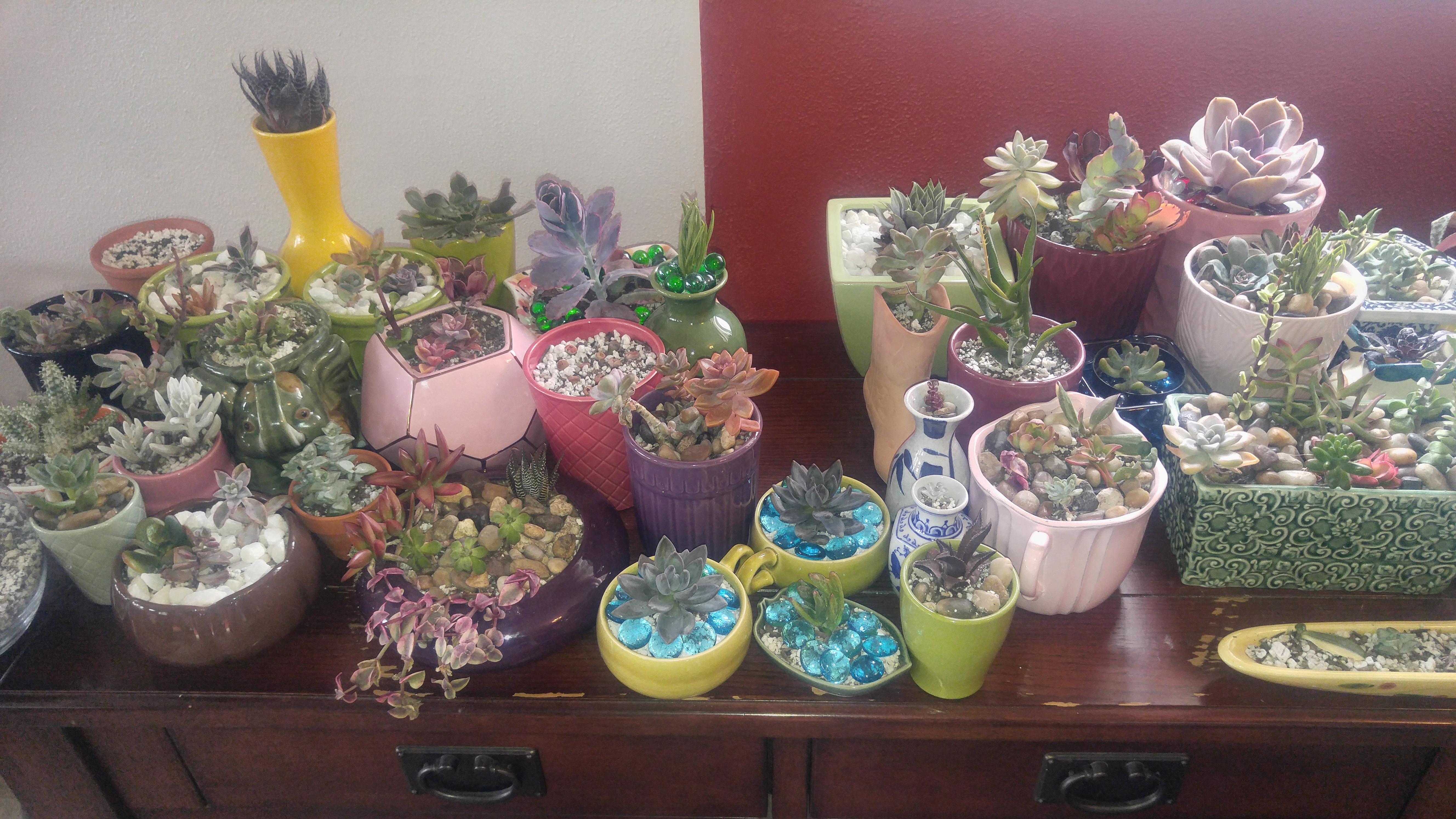 My succulent table is getting a bit crowded. Time to buy more. r