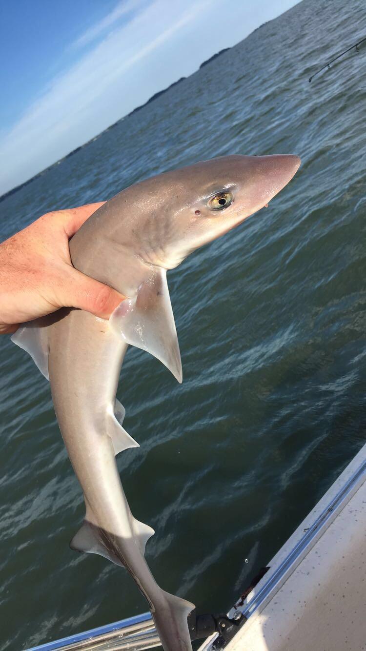 Could keep the sandsharks from stealing my bait yesturday r/Fishing