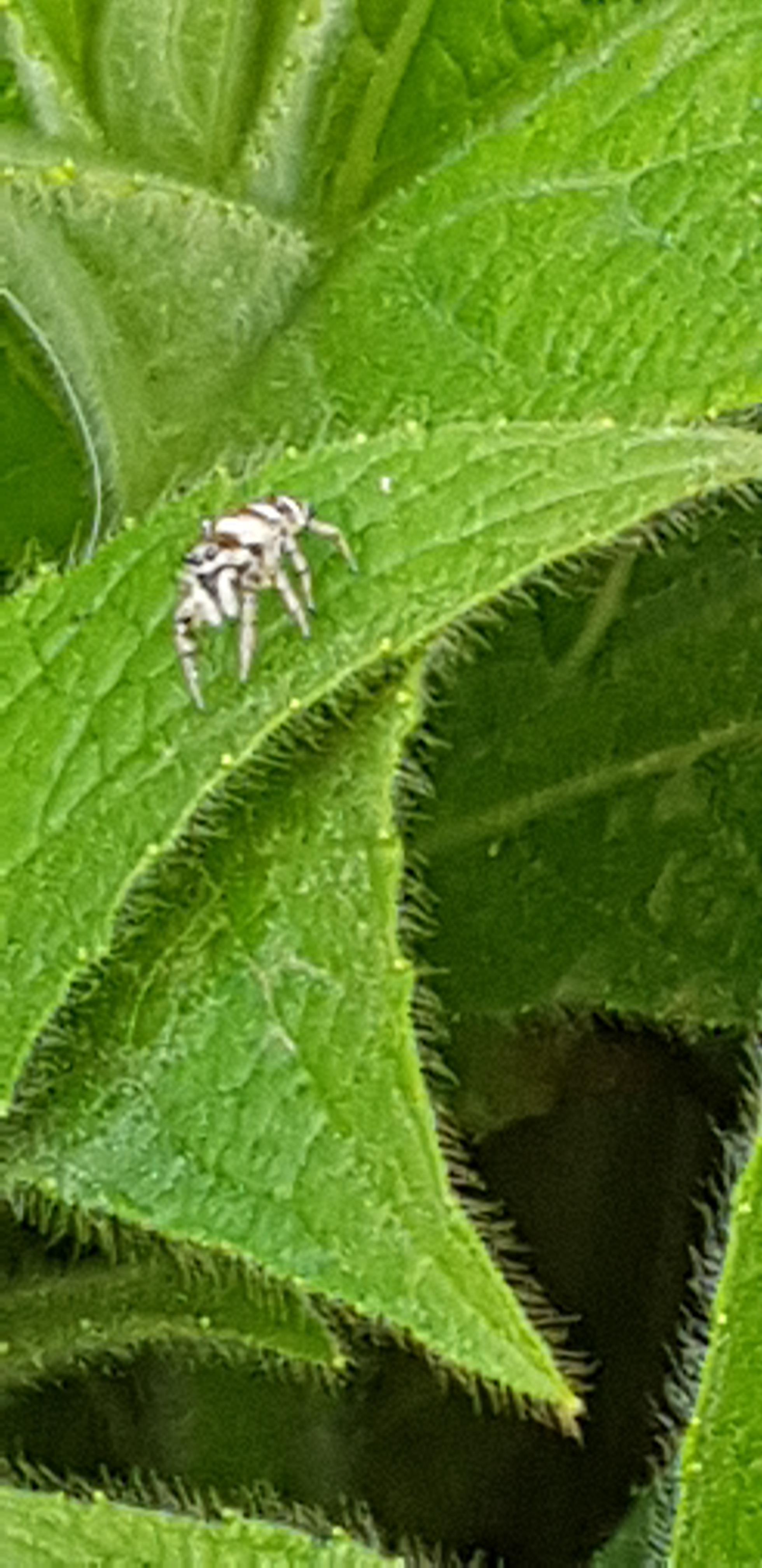 Salticus scenics zebra spider uk r/spiders