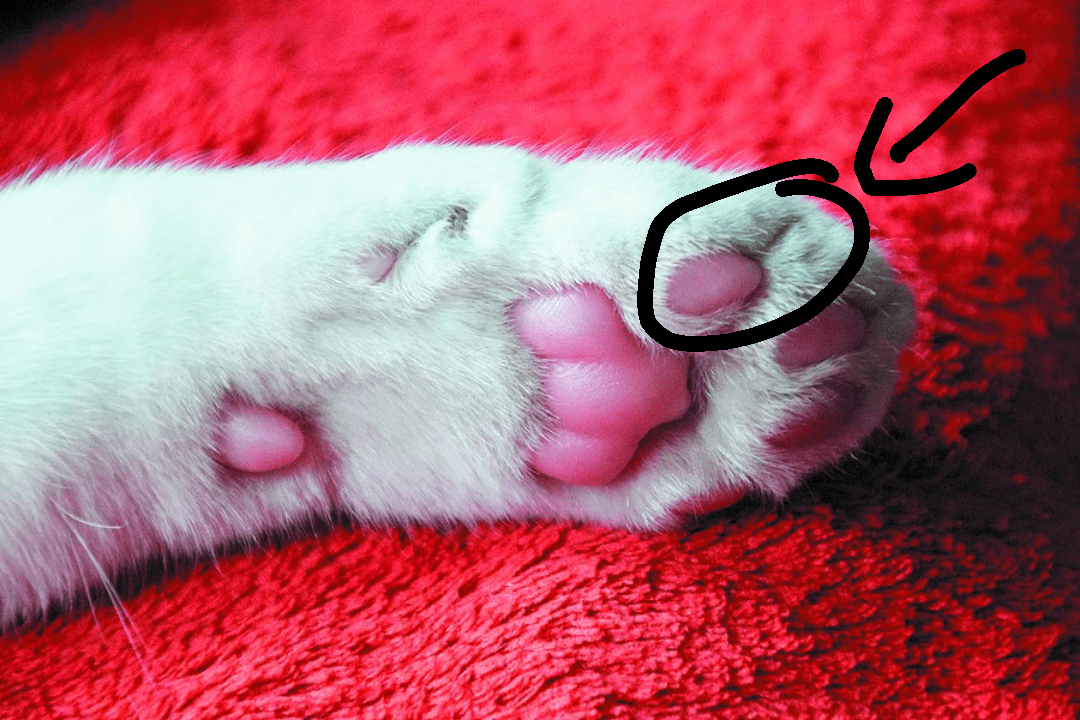 Hi, probably very dumb question. When my cat "makes a fist" or bends