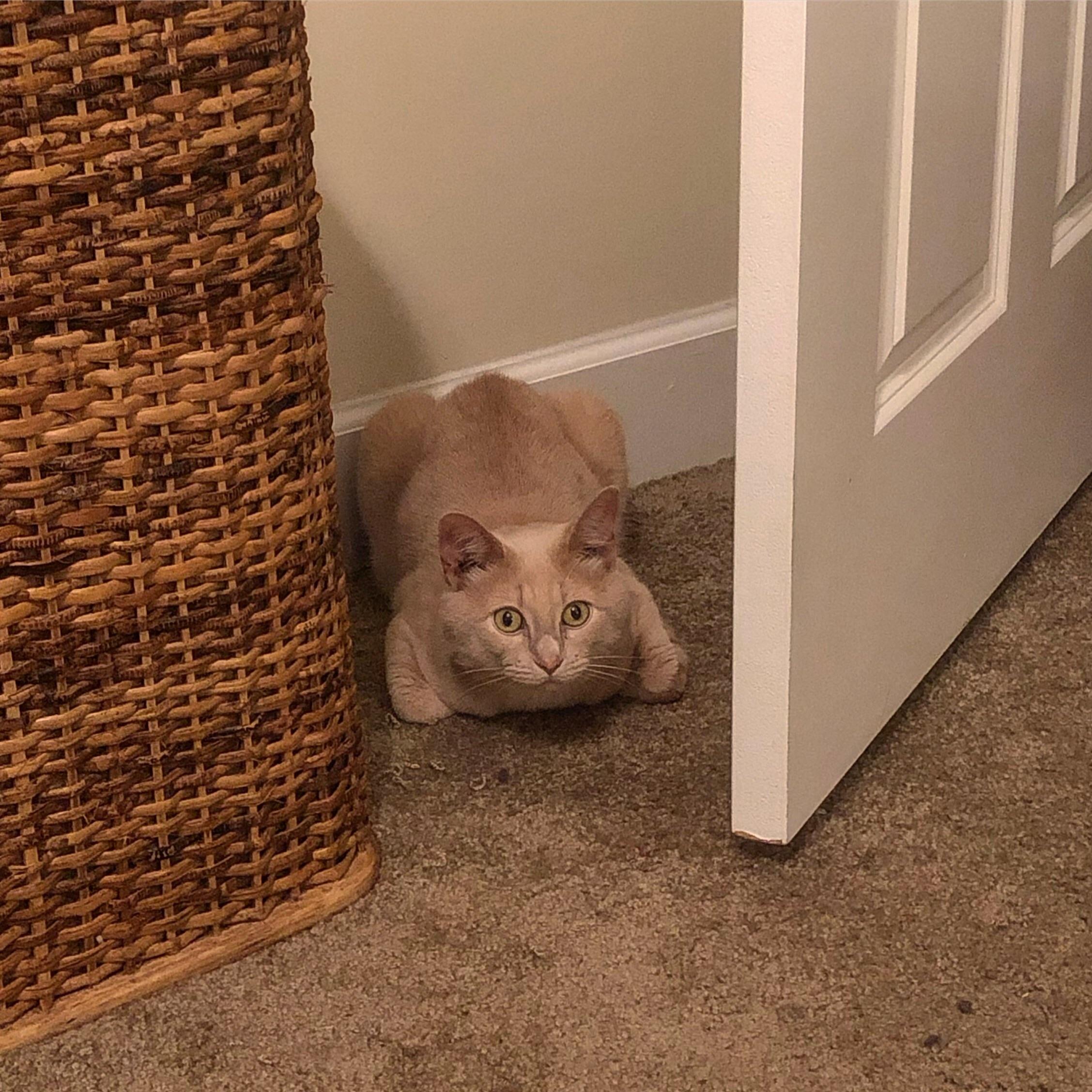 My cat doing his best turkey impression r/aww