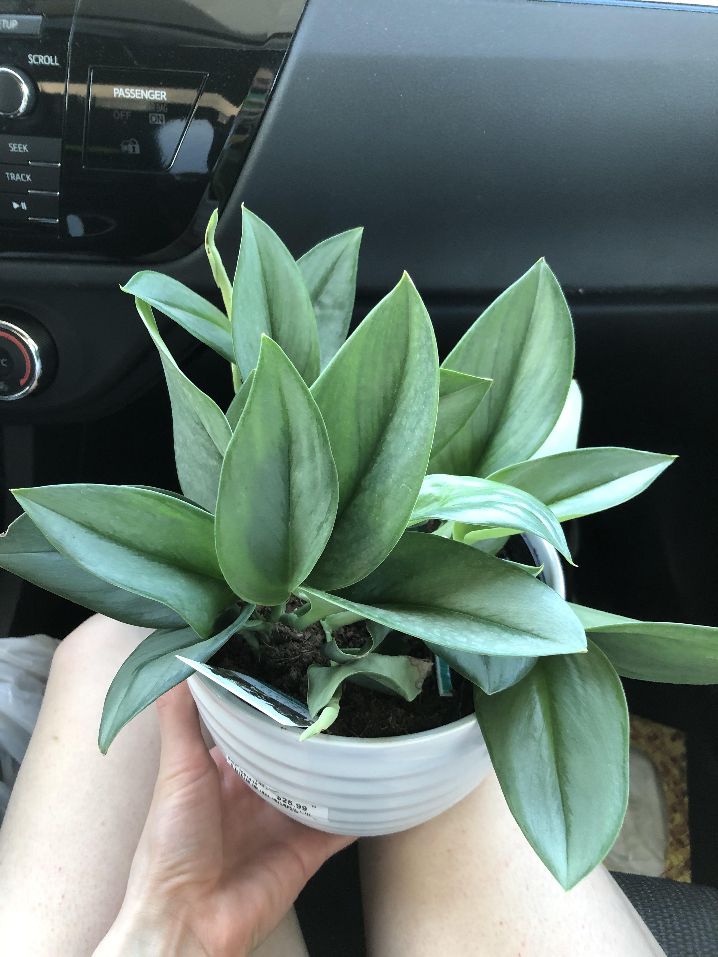 Look what finally made its way to Canada! r/houseplants