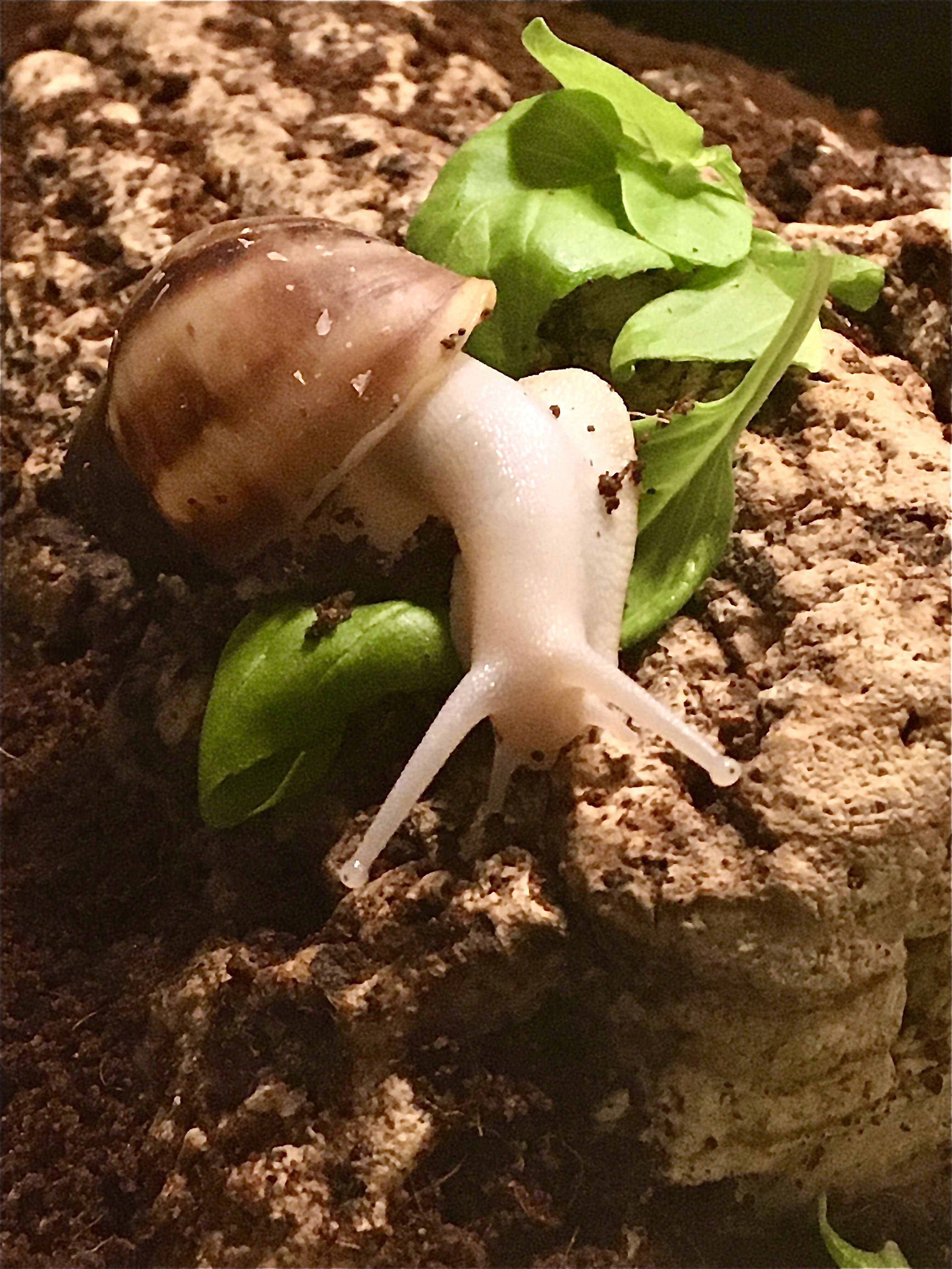 Help my snail has a flakey dull shell he’s only about 3 months old what