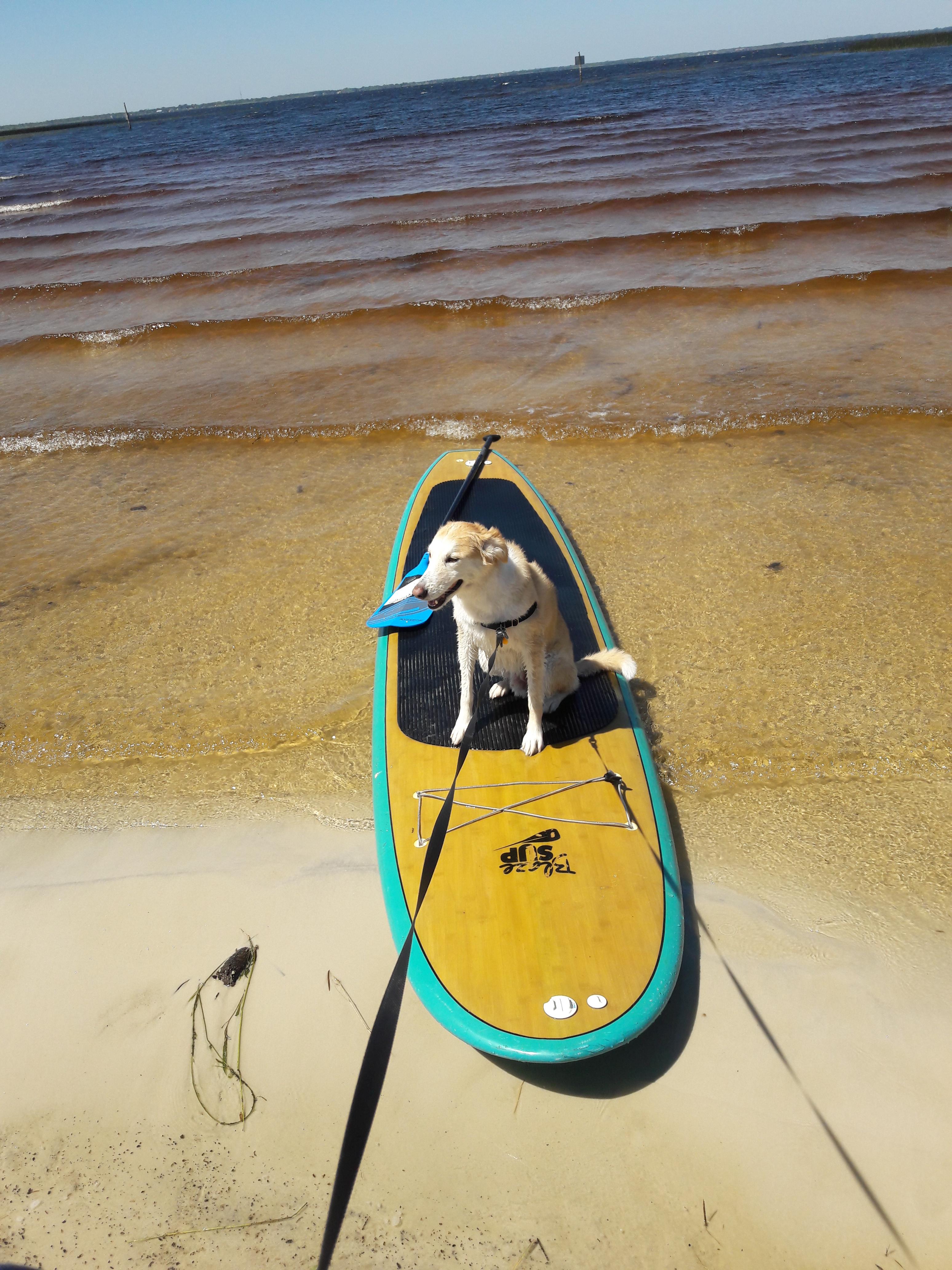 Today I taught my 5 year old Husky/Collie mix to go paddle boarding