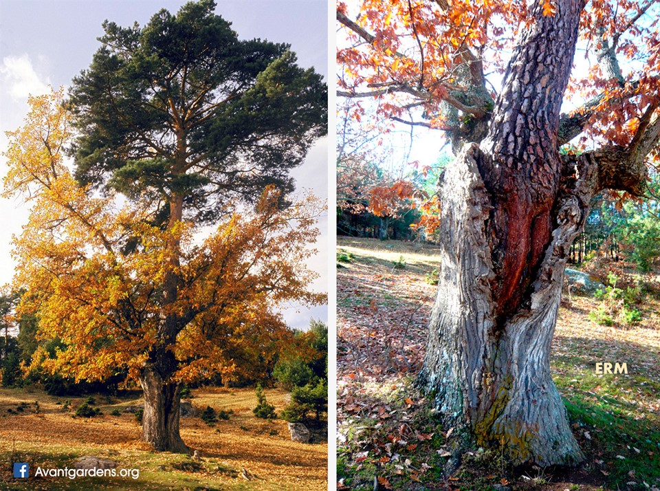 The trunk of an oak tree serves as a nest of an albar pine. Both trees