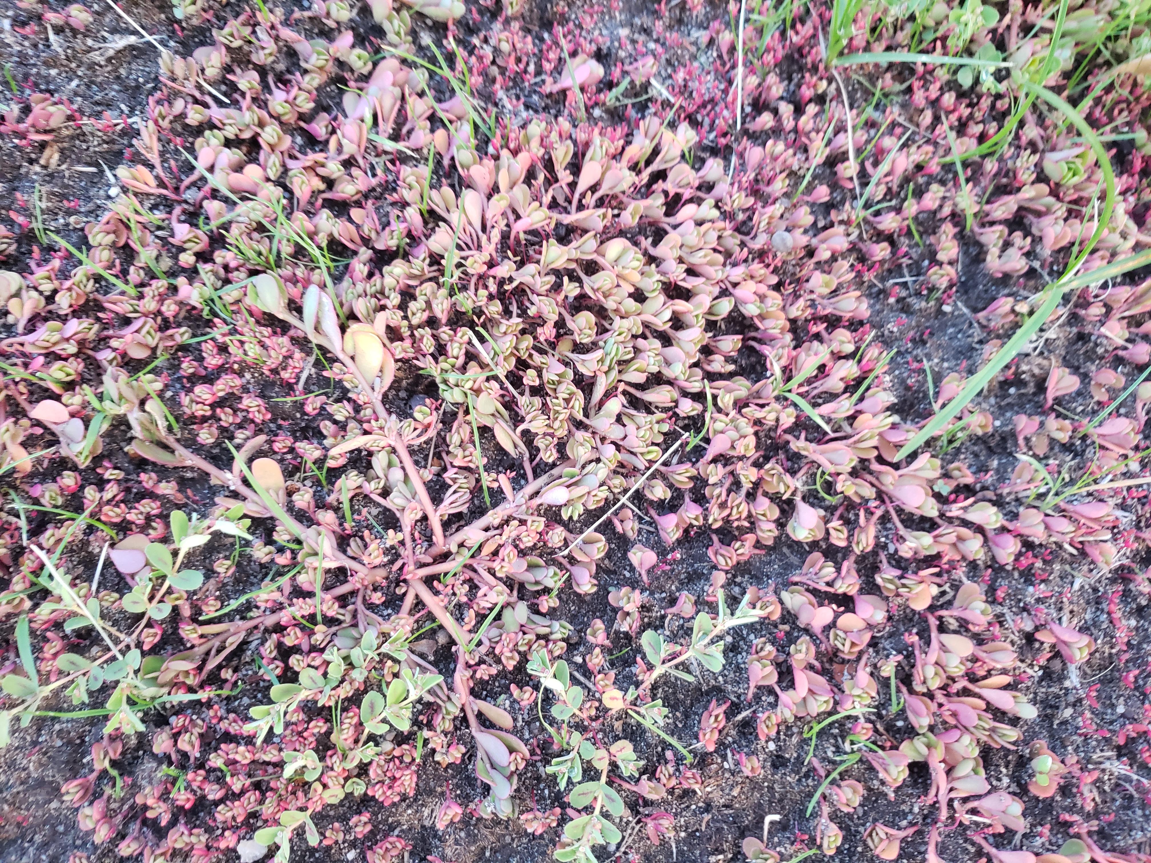 I put grass seed down, but this is taking over (Colorado) r