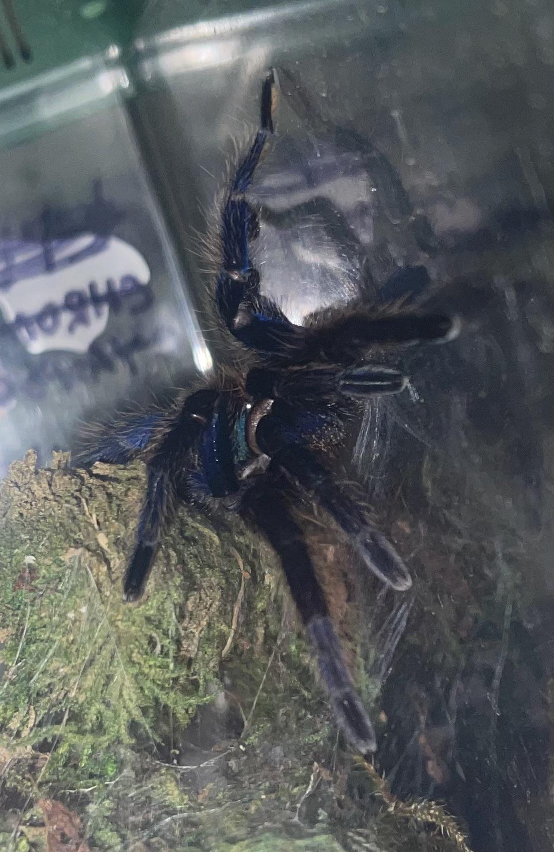 GBB r/tarantulas