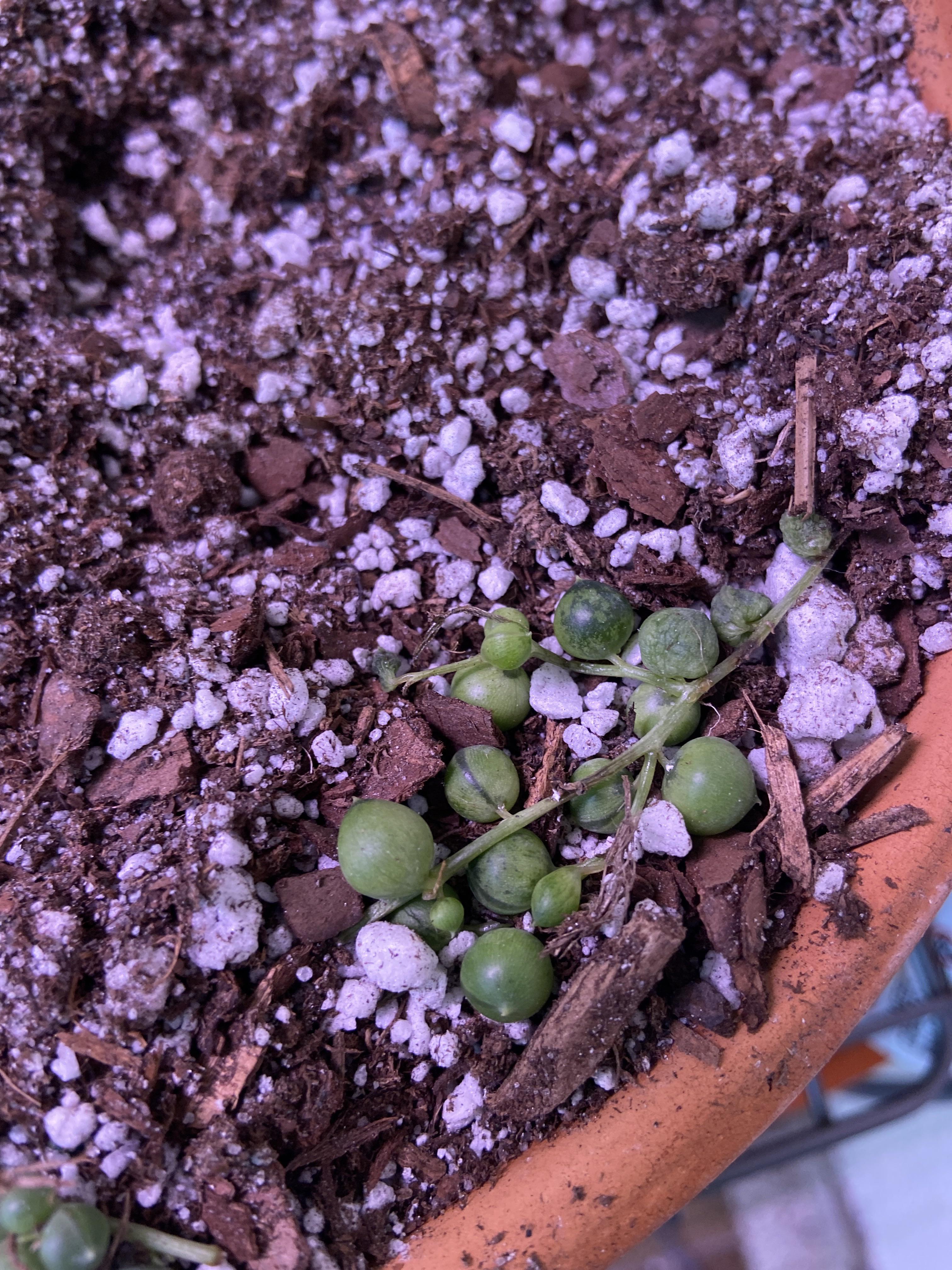 When will I know its time to size up this tiny pot ? The roots are so
