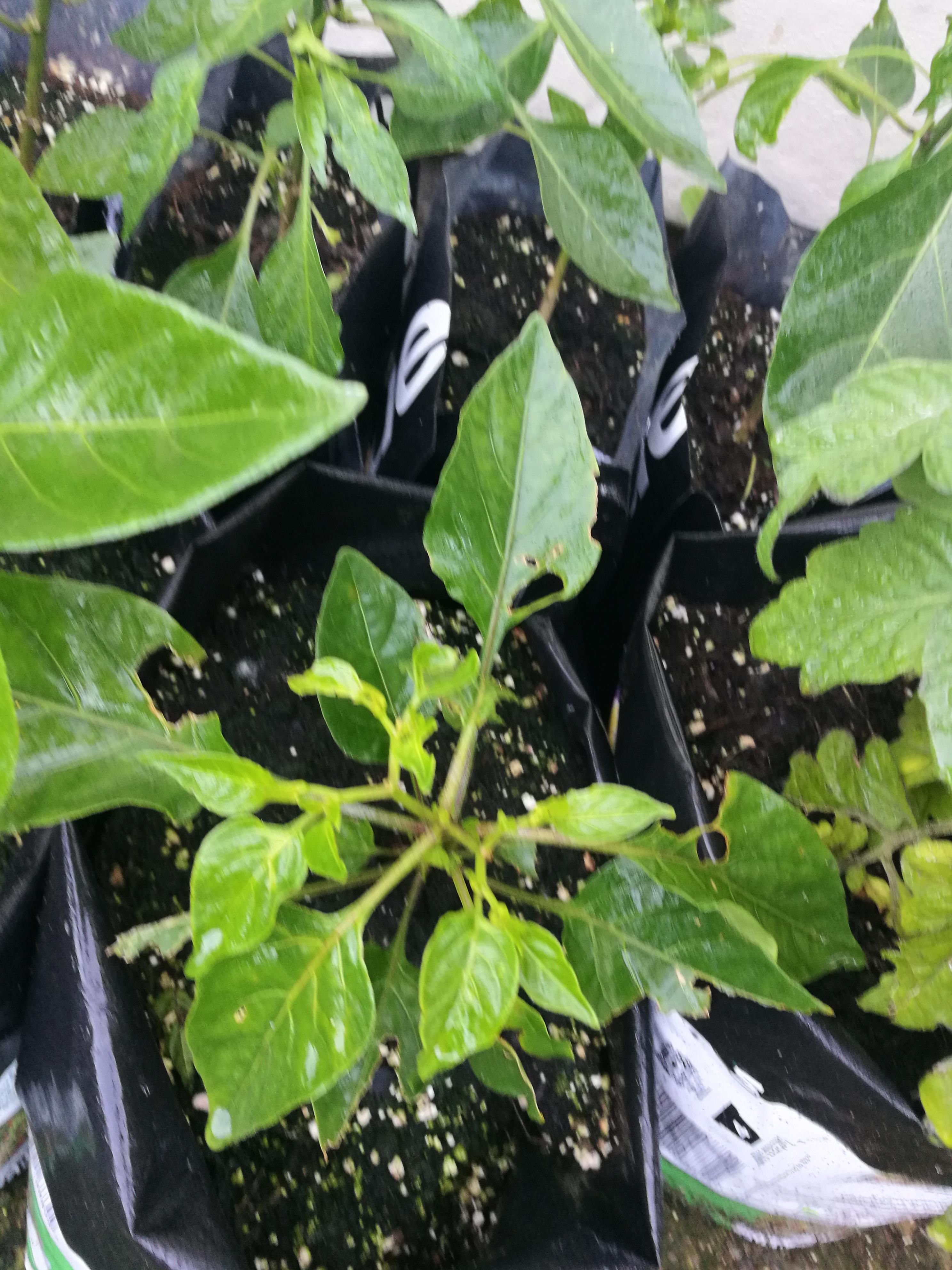 Something has been eating my pepper plants. Any idea what it could be