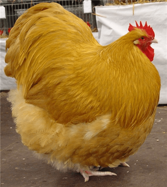 Buff Orpington, UK chicken breed r/RoundAnimals