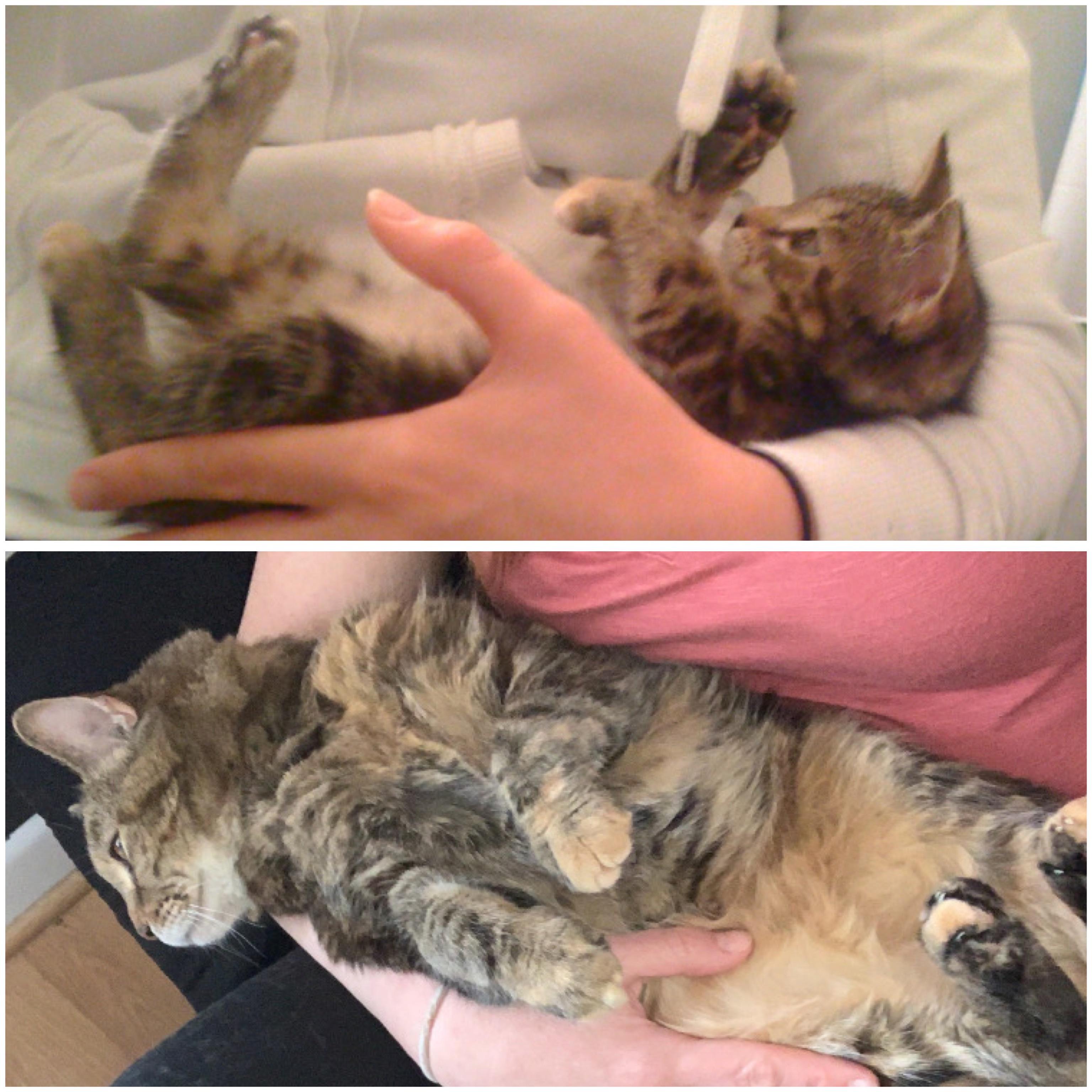 11 years later, and she still likes to be held like a baby! r/cats