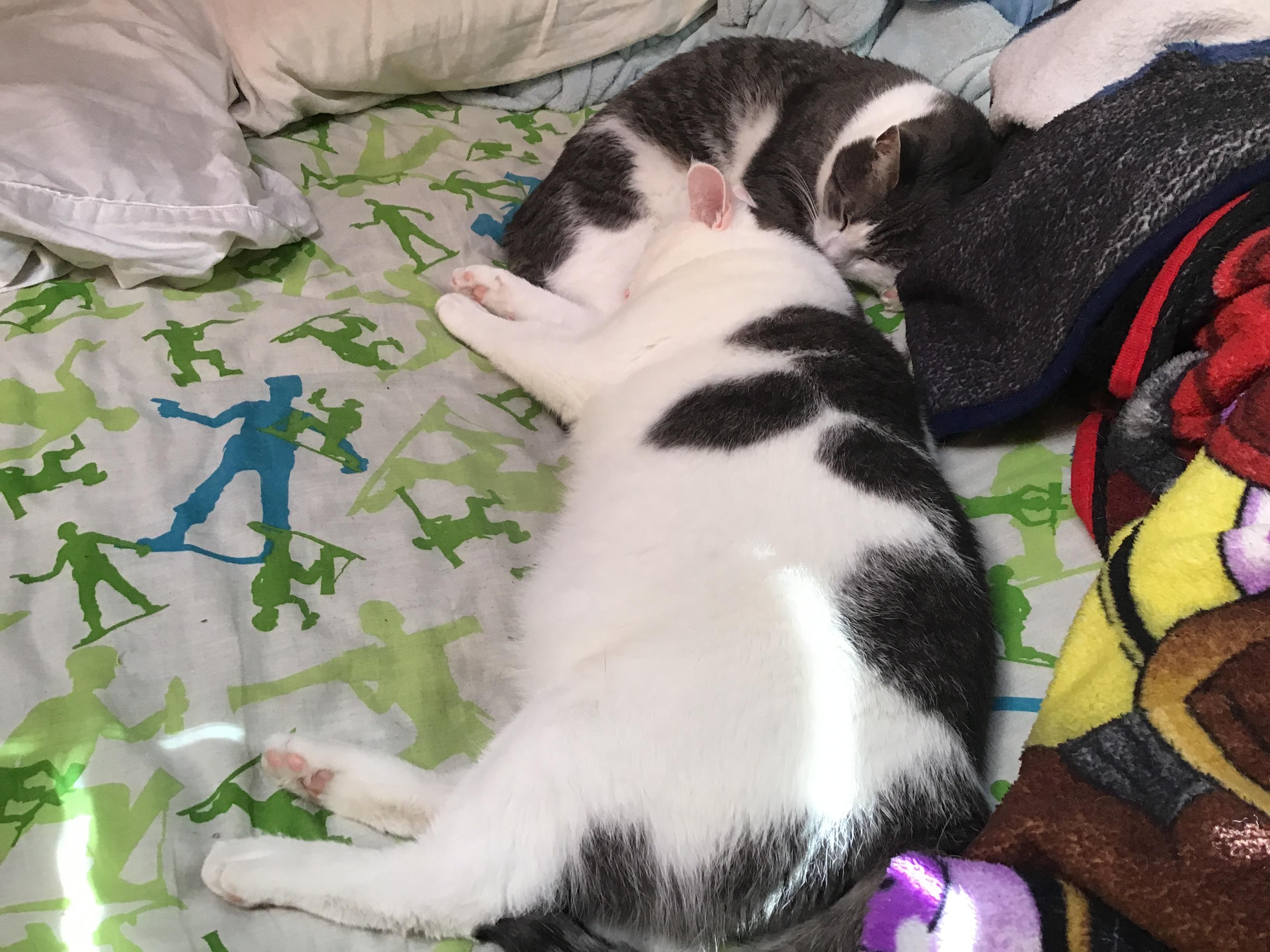 My two cats sleeping on my bed r/Awww