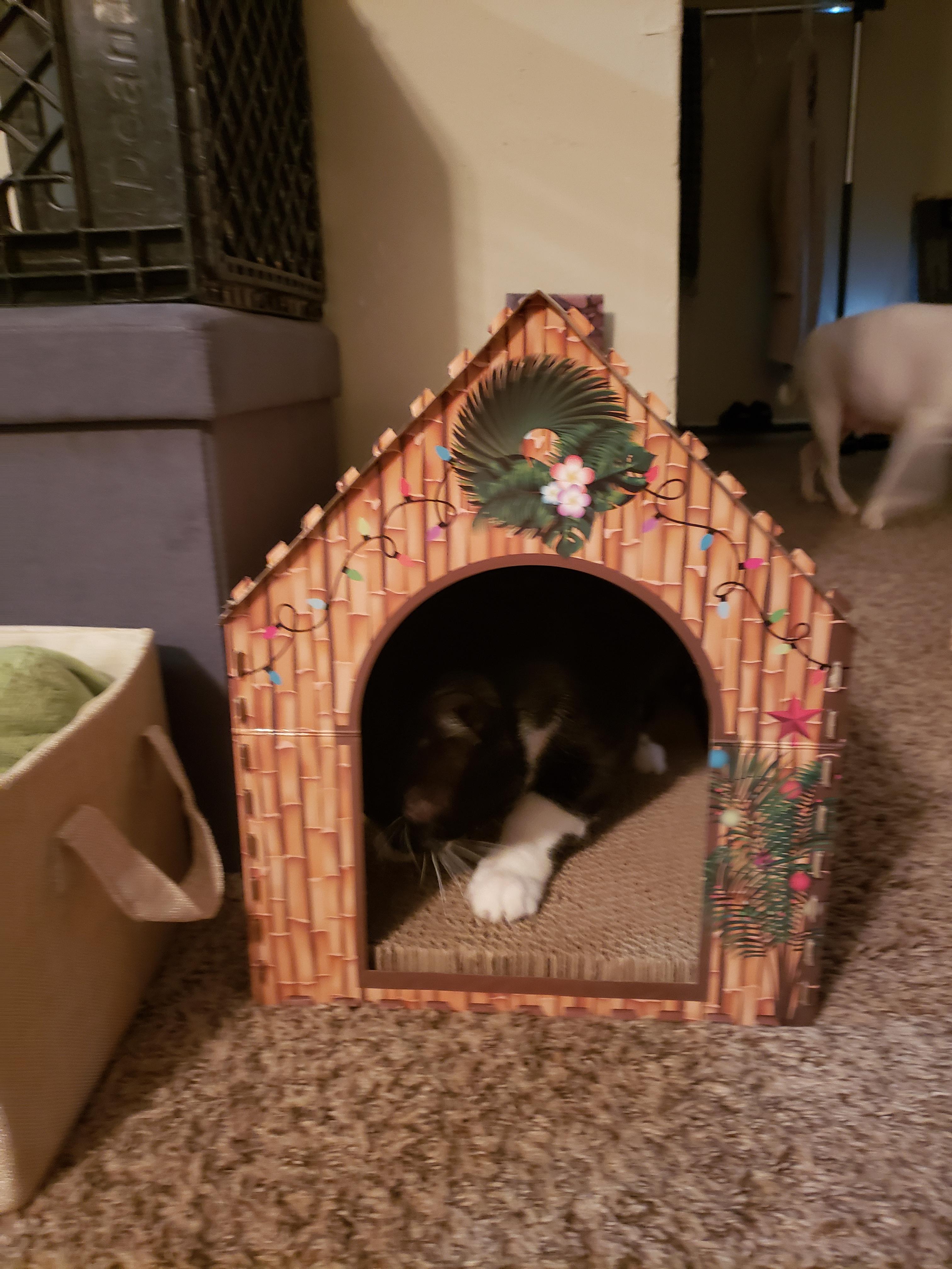 My cat's tiki house 😀 im buying a few more tomorrow to give as gifts to