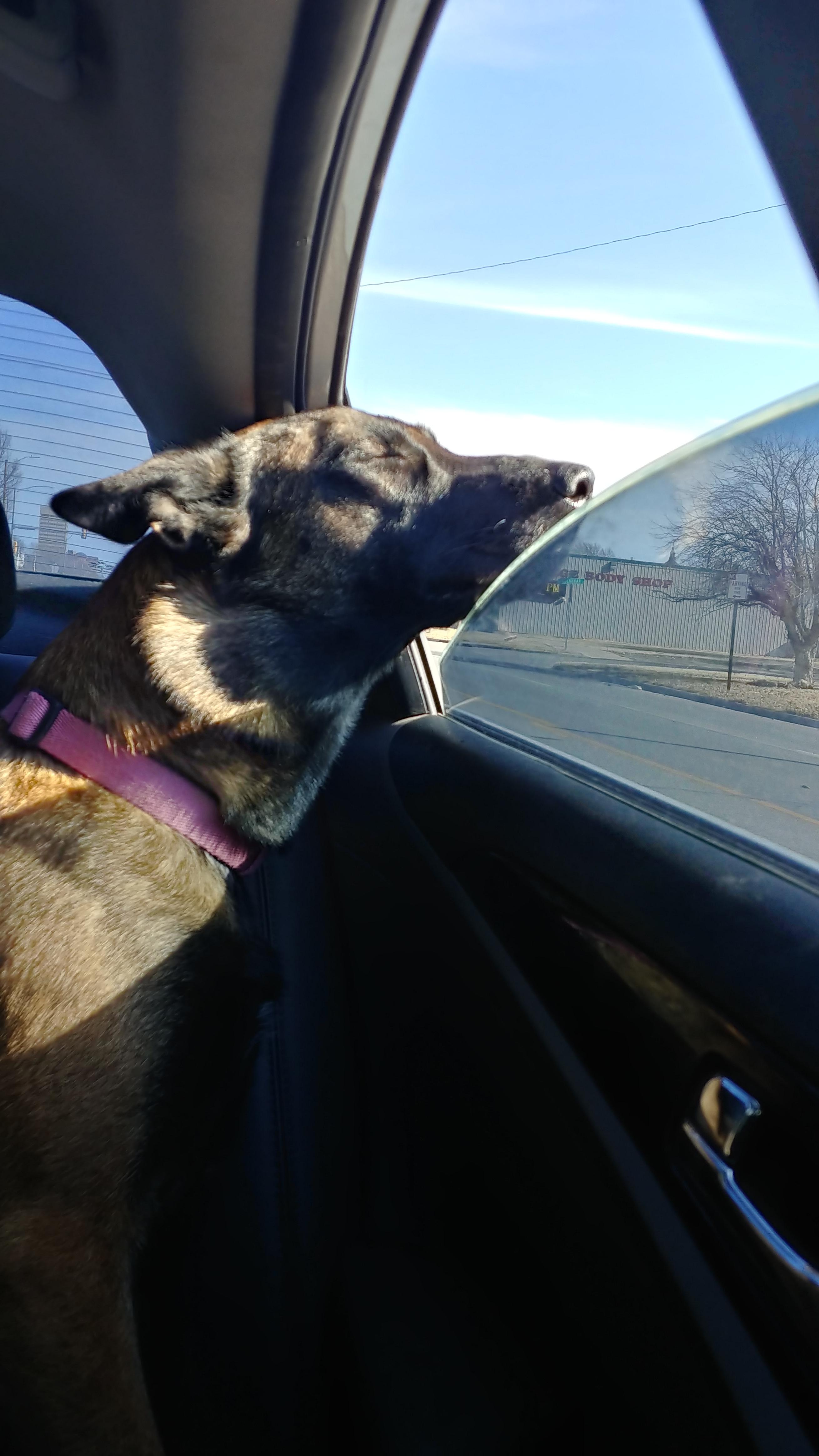 I adopted a new dog. She loves car rides. r/pics