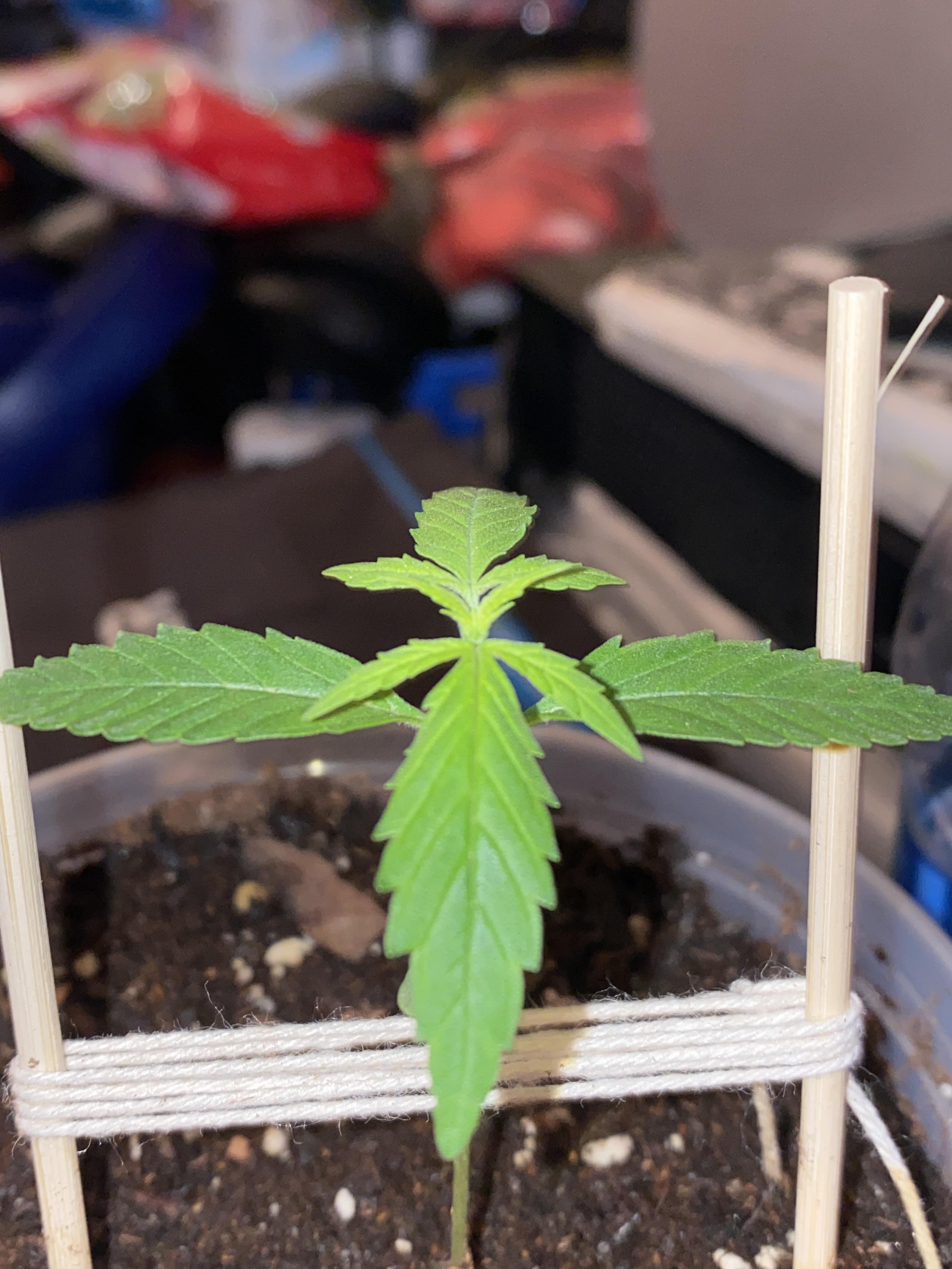 coconut water worked!? new tops on both plants in 1 night r/420_Land