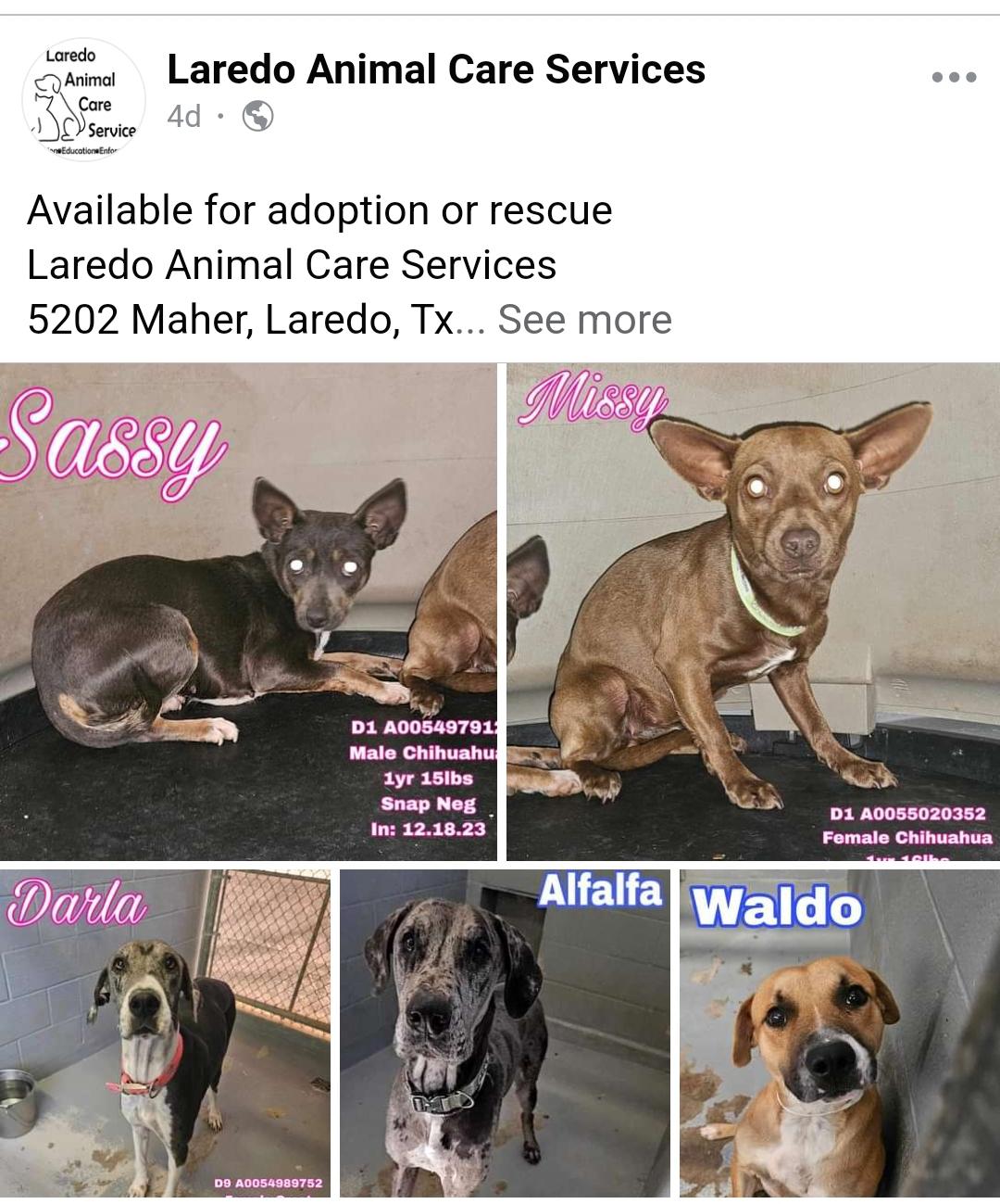 Trying to get more visibility from Laredo Tx all dogs ready for