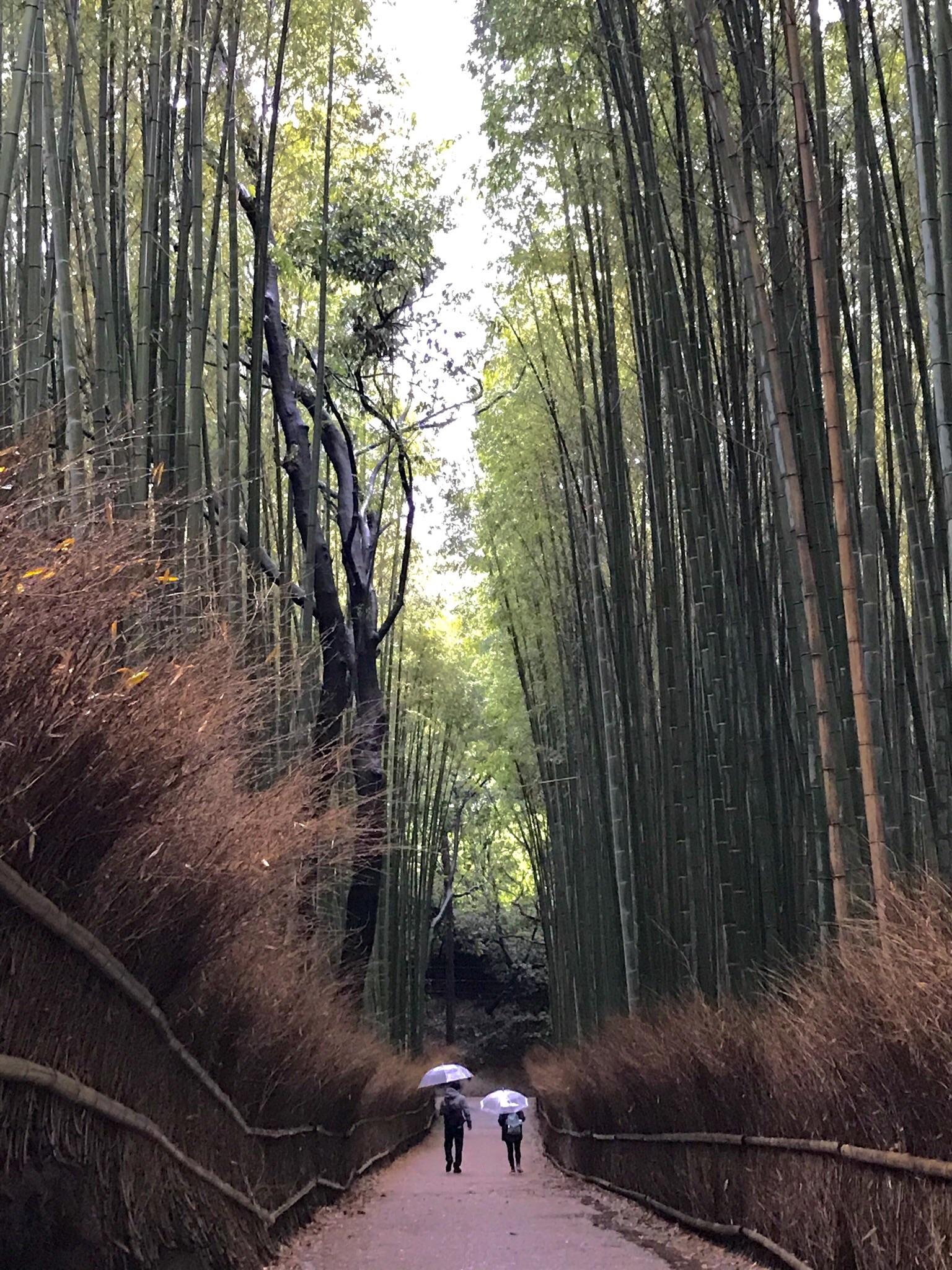 Arashiyama Bamboo Grove Kyoto r/japanpics