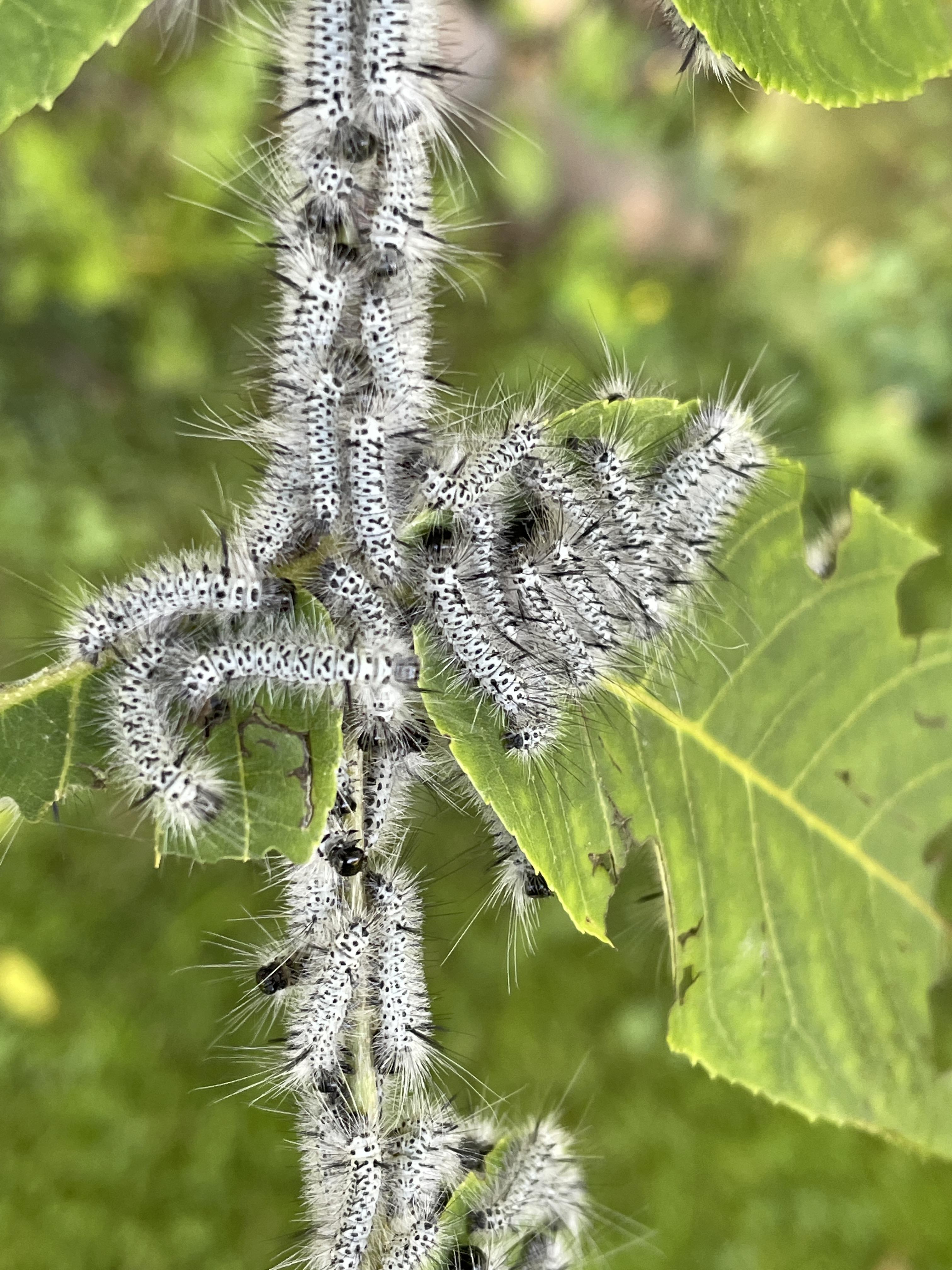 White and black caterpillars in NH. What are they? r/insects
