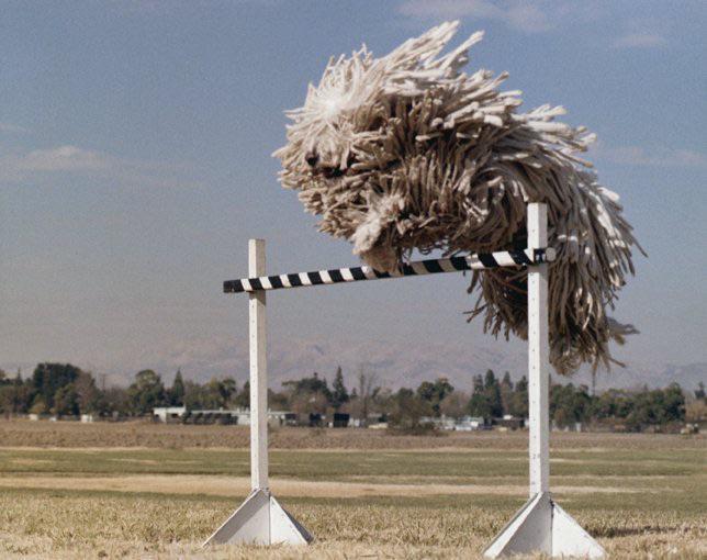 Another jump from the Komondor dog in the cover of Odelay by Beck, possibly just an unedited