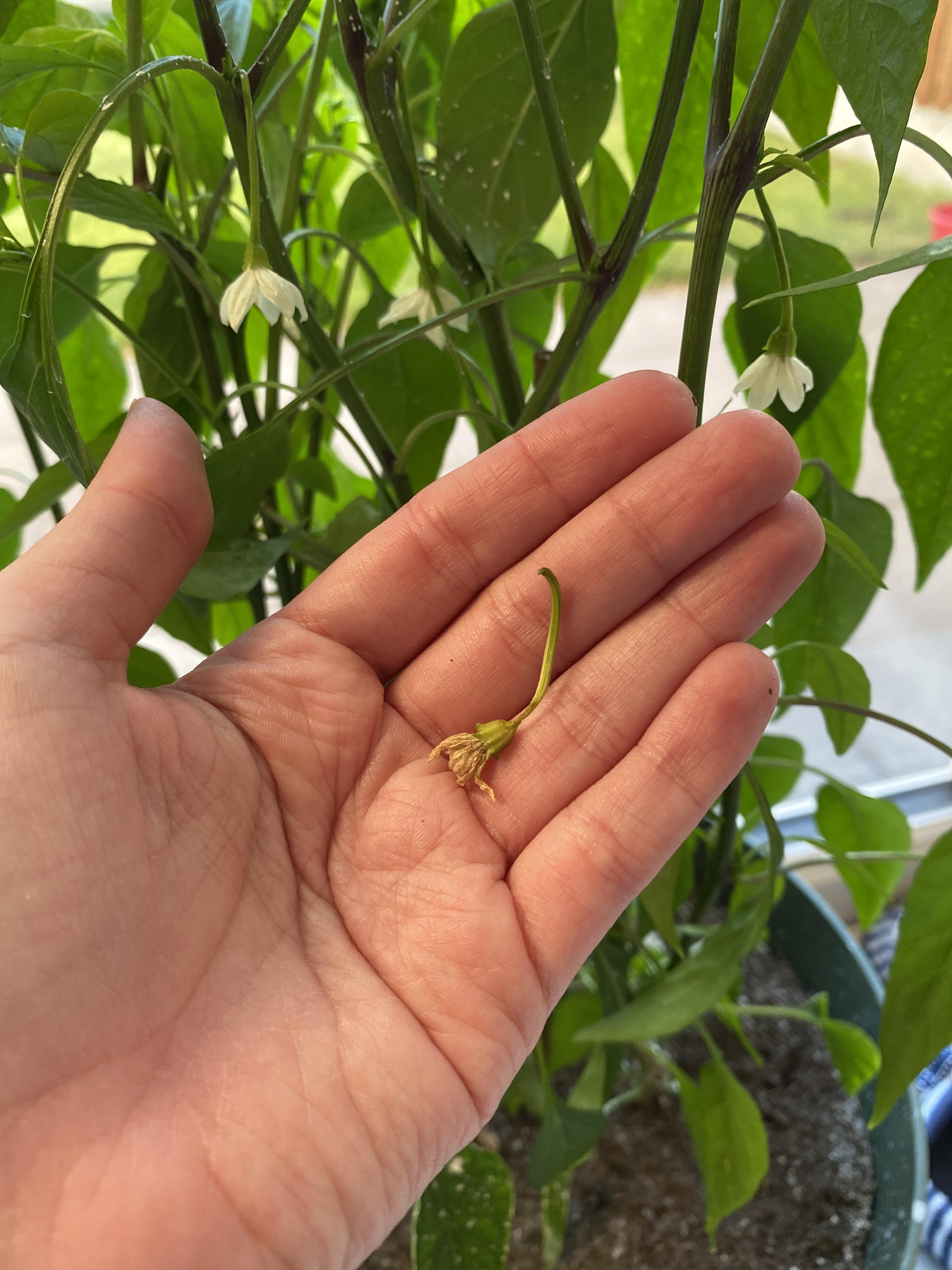 My indoor chili pepper plant has started dropping the flower buds, why
