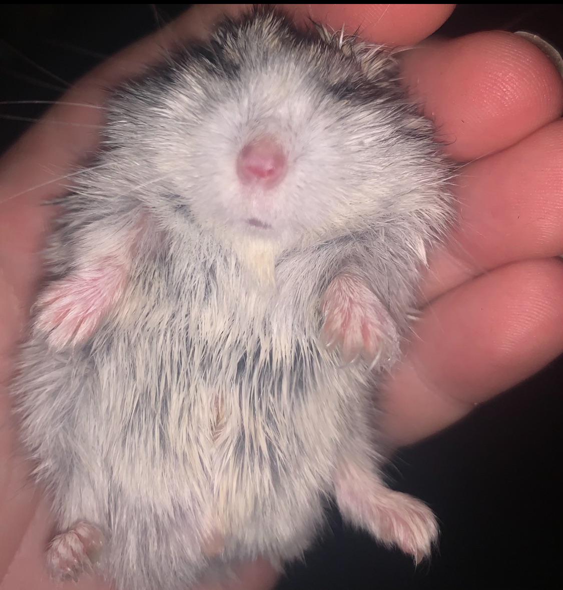 Why is my hamster so lazy r/hamster