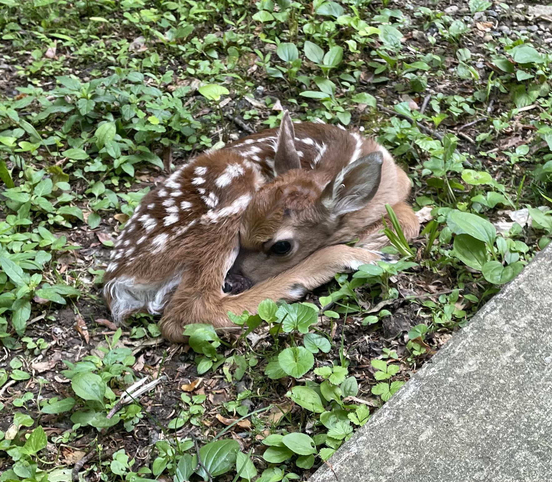 baby deer in my yard!! r/deer