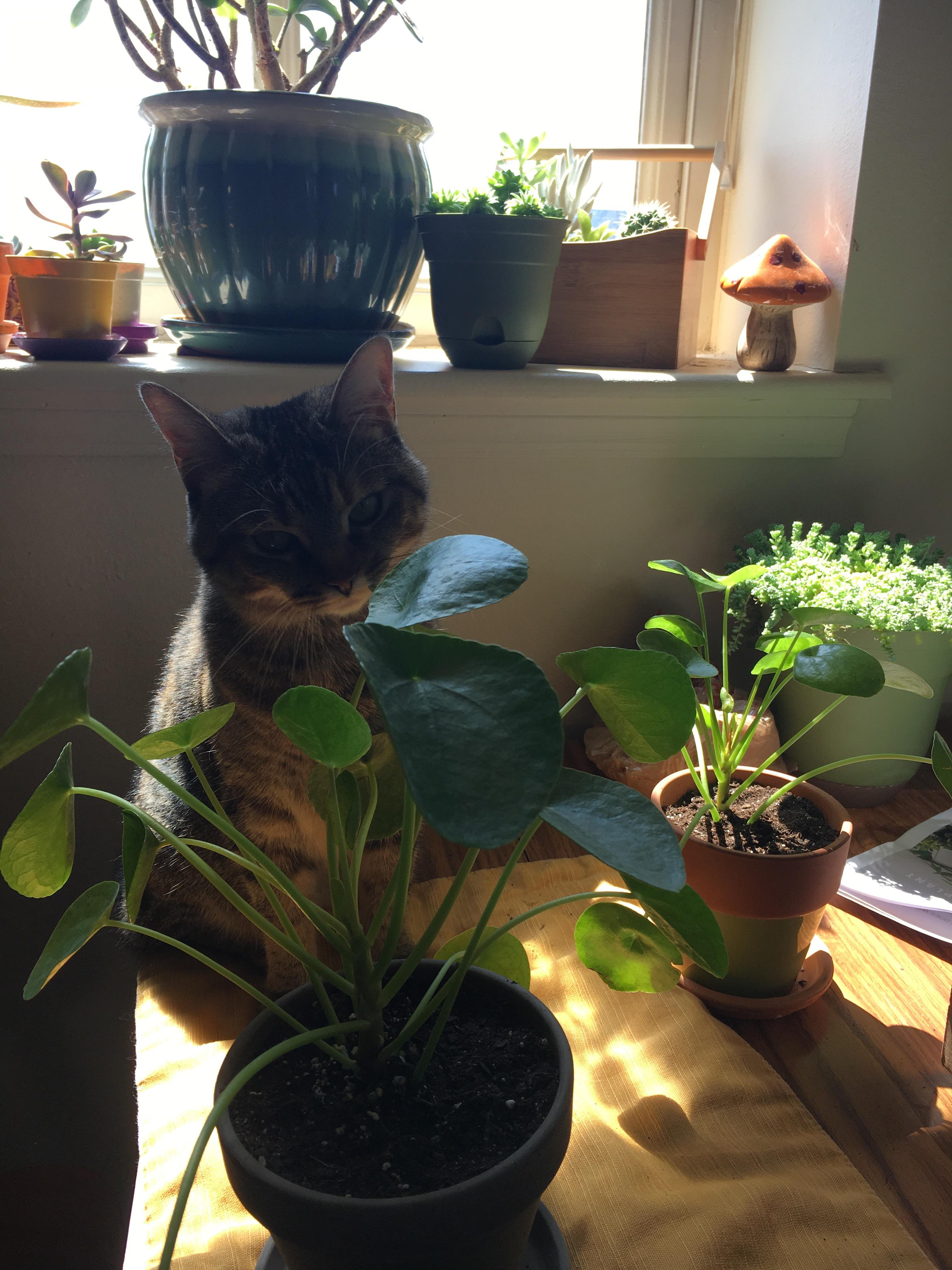 Pilea Cat! r/plants