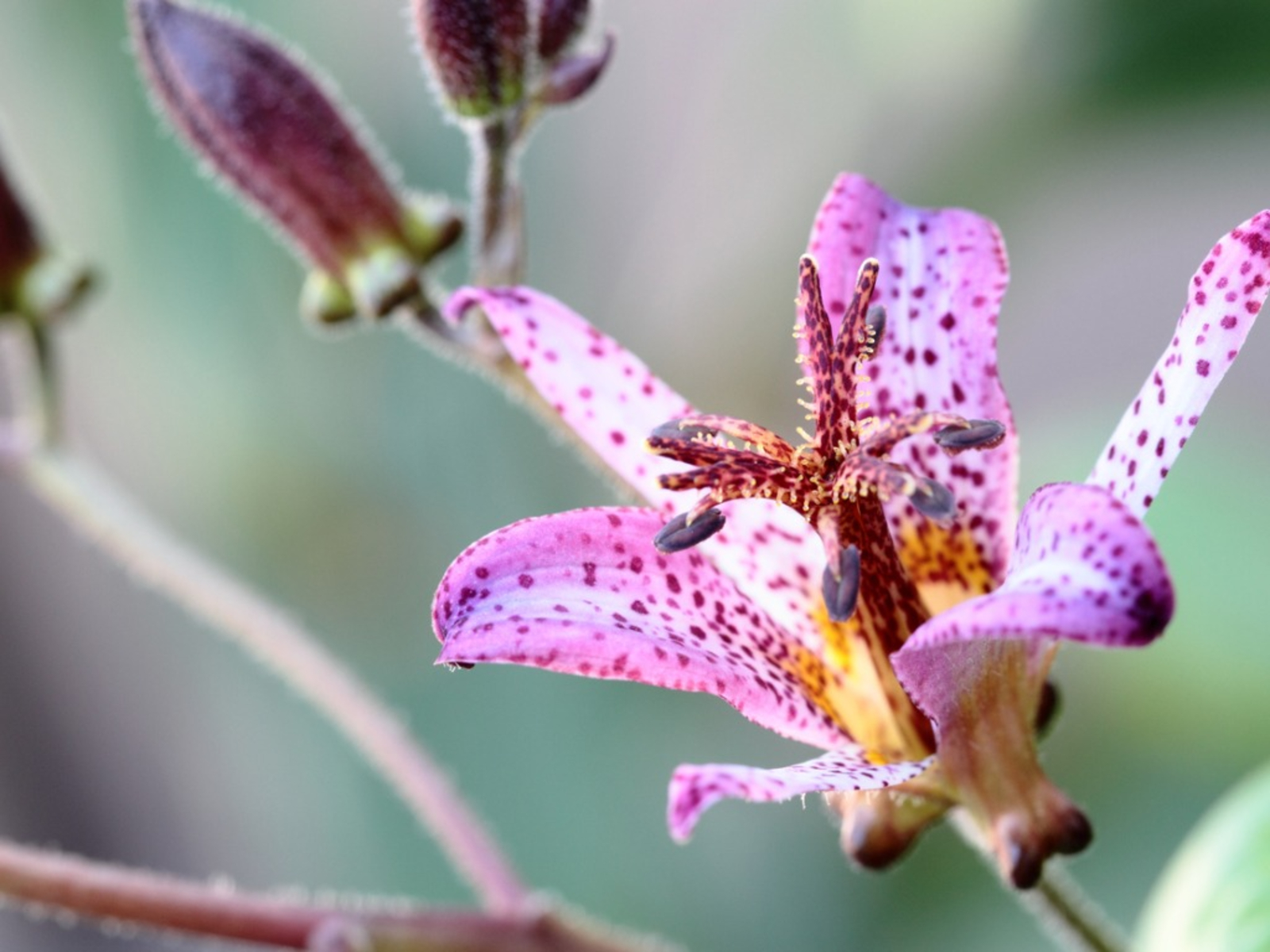 Toad lily r/BotanicalPorn